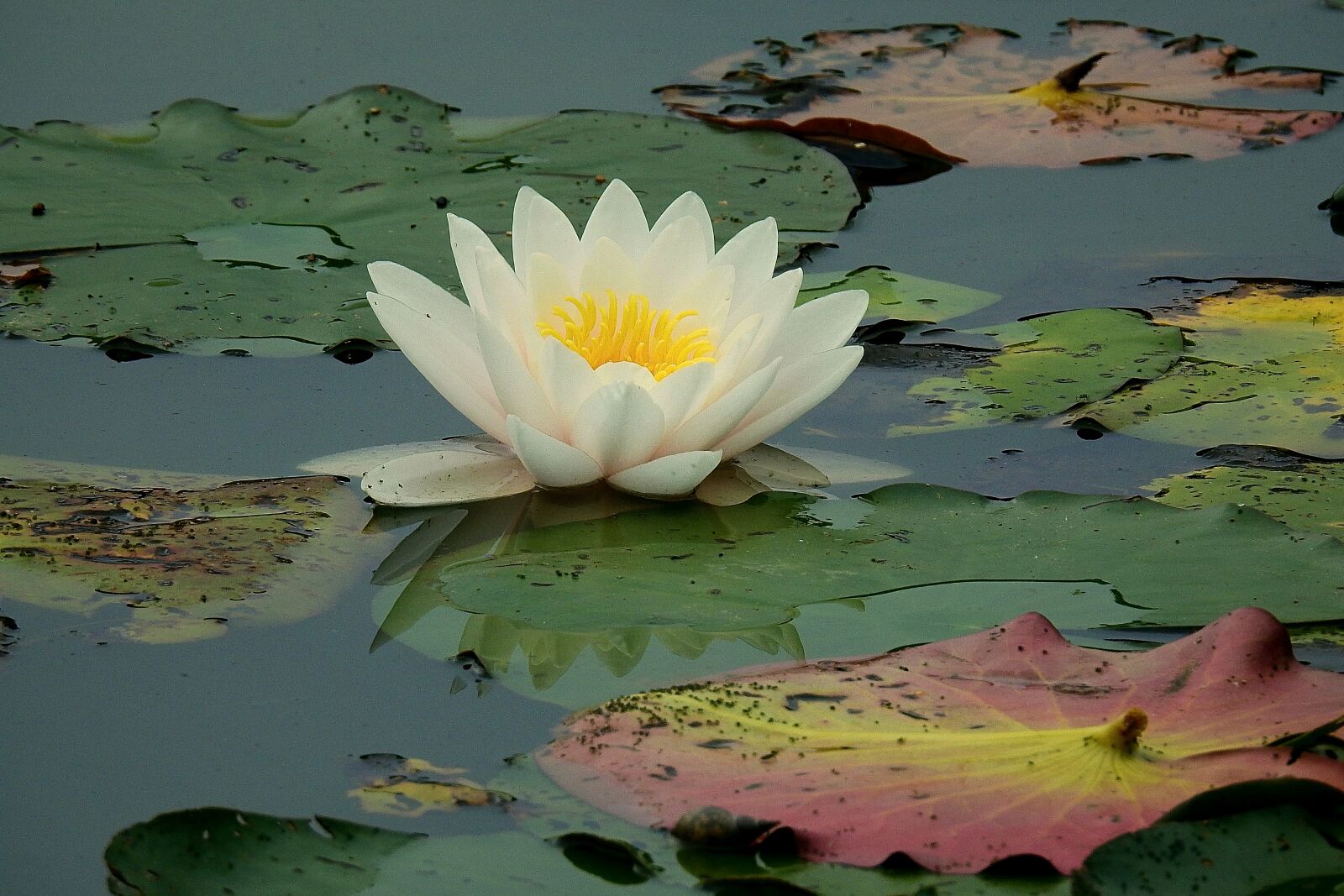 Nikon Coolpix P900 sample photo. Water lilies, nature, pond photography