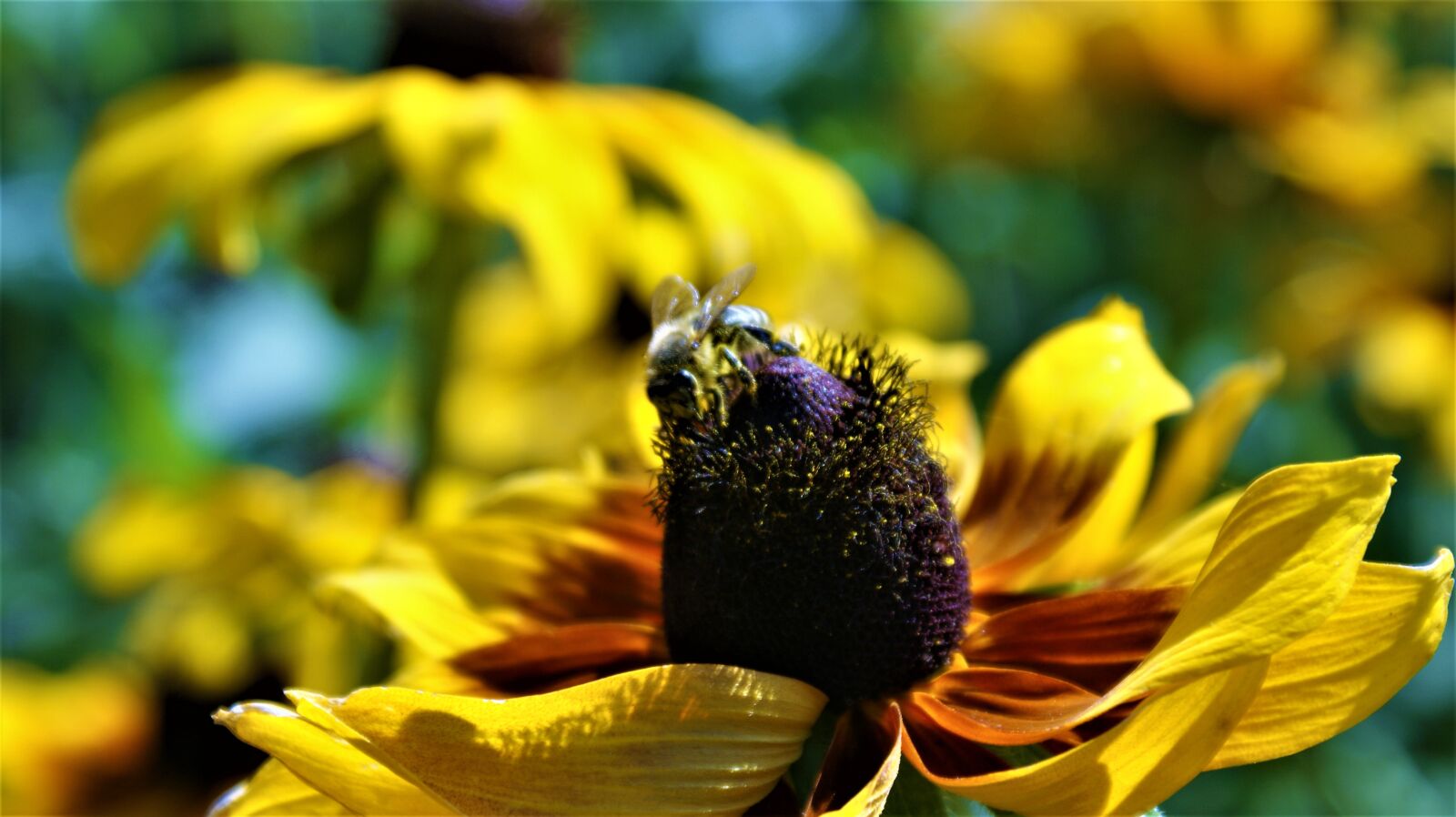 Sony Alpha DSLR-A350 sample photo. Flower, bee, bug photography