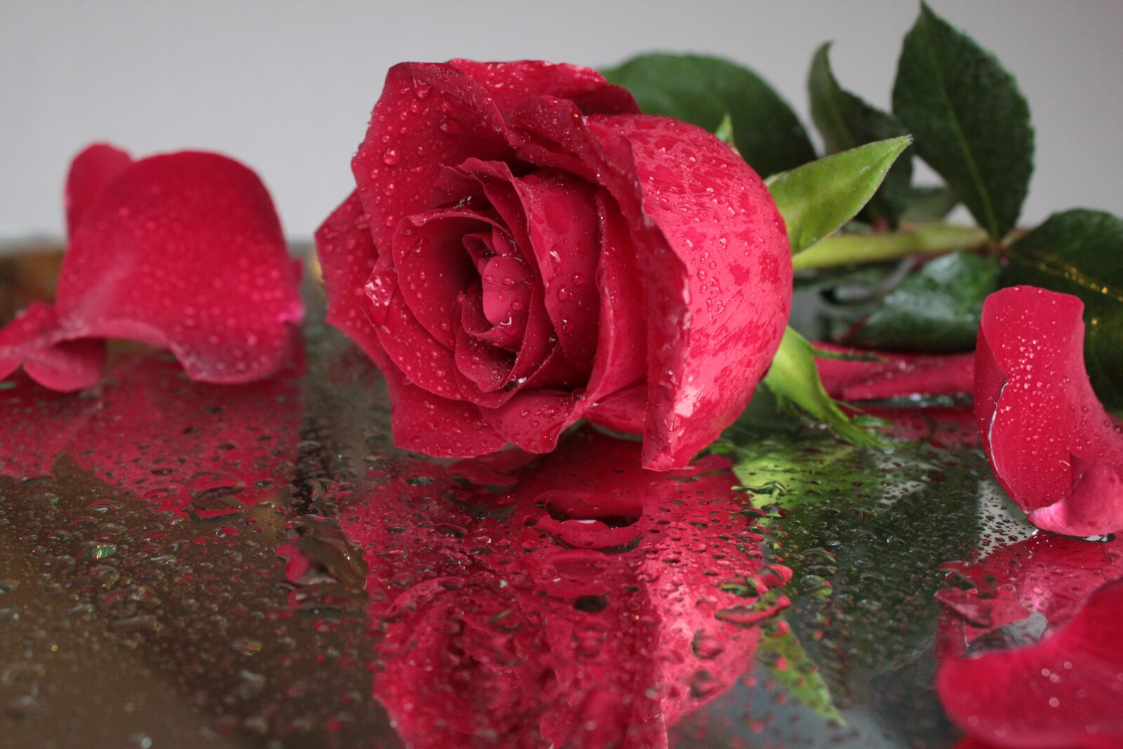 Canon EOS 600D (Rebel EOS T3i / EOS Kiss X5) sample photo. Rose, flower, red rose photography