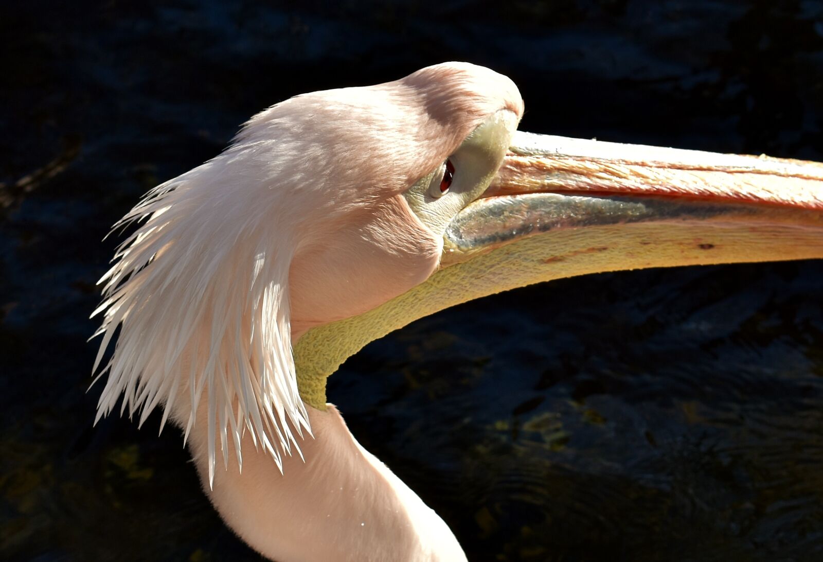 Nikon D7200 sample photo. Pelikan, bird, bill photography