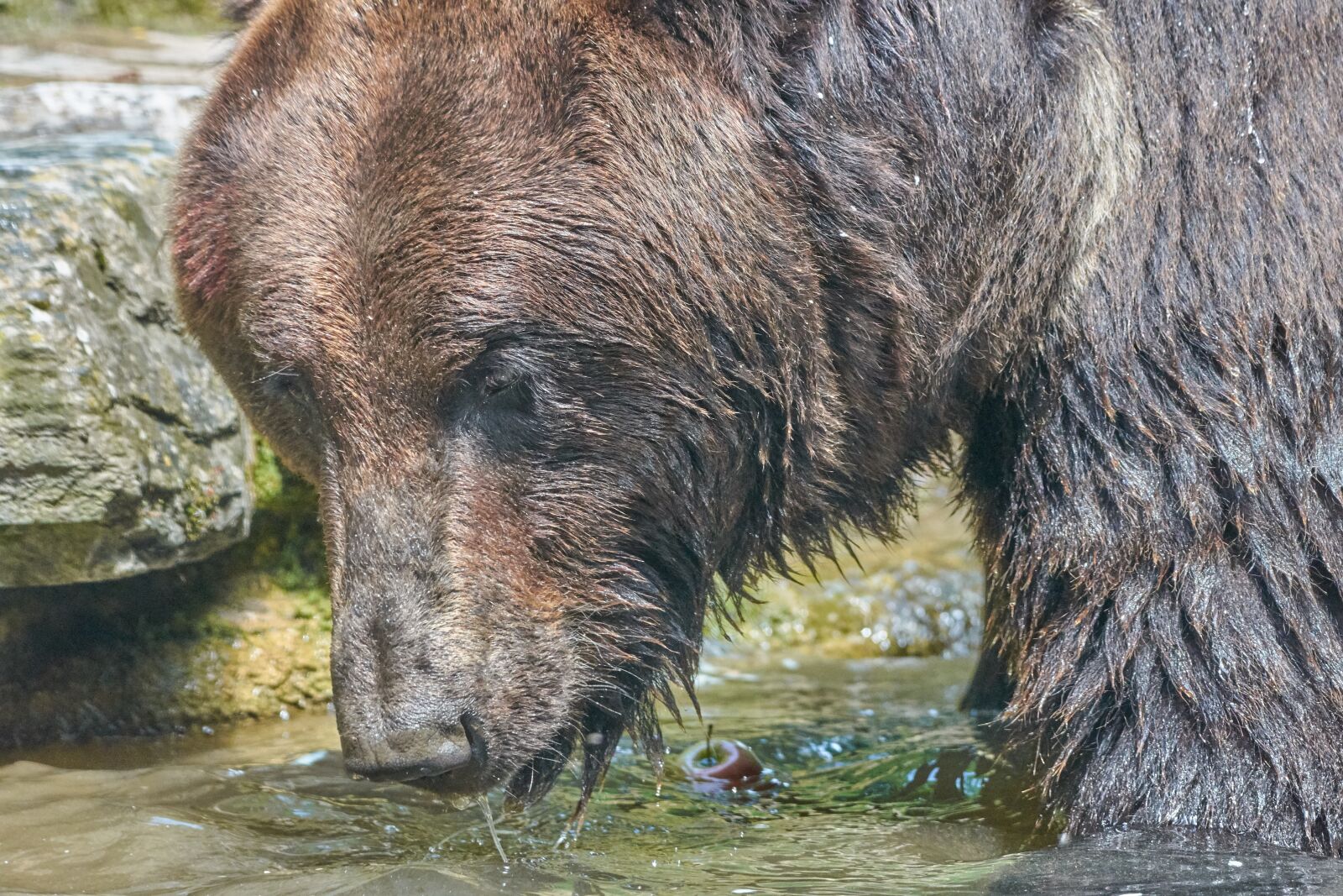 Nikon AF-S Nikkor 200-500mm F5.6E ED VR sample photo. Bear, brown, mammal photography