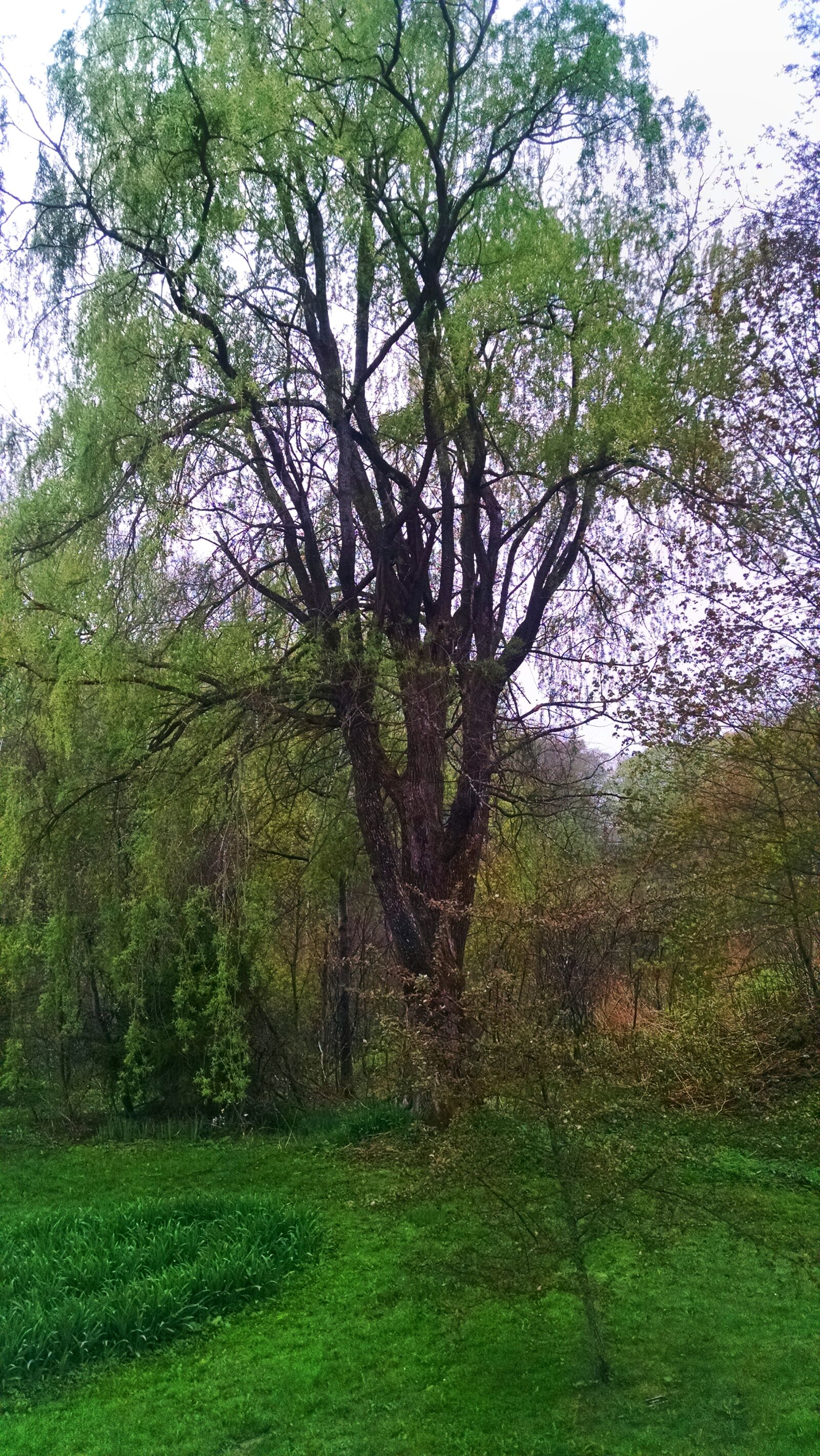Motorola Moto X (1st Gen) sample photo. Green, spring, tree, weeping photography