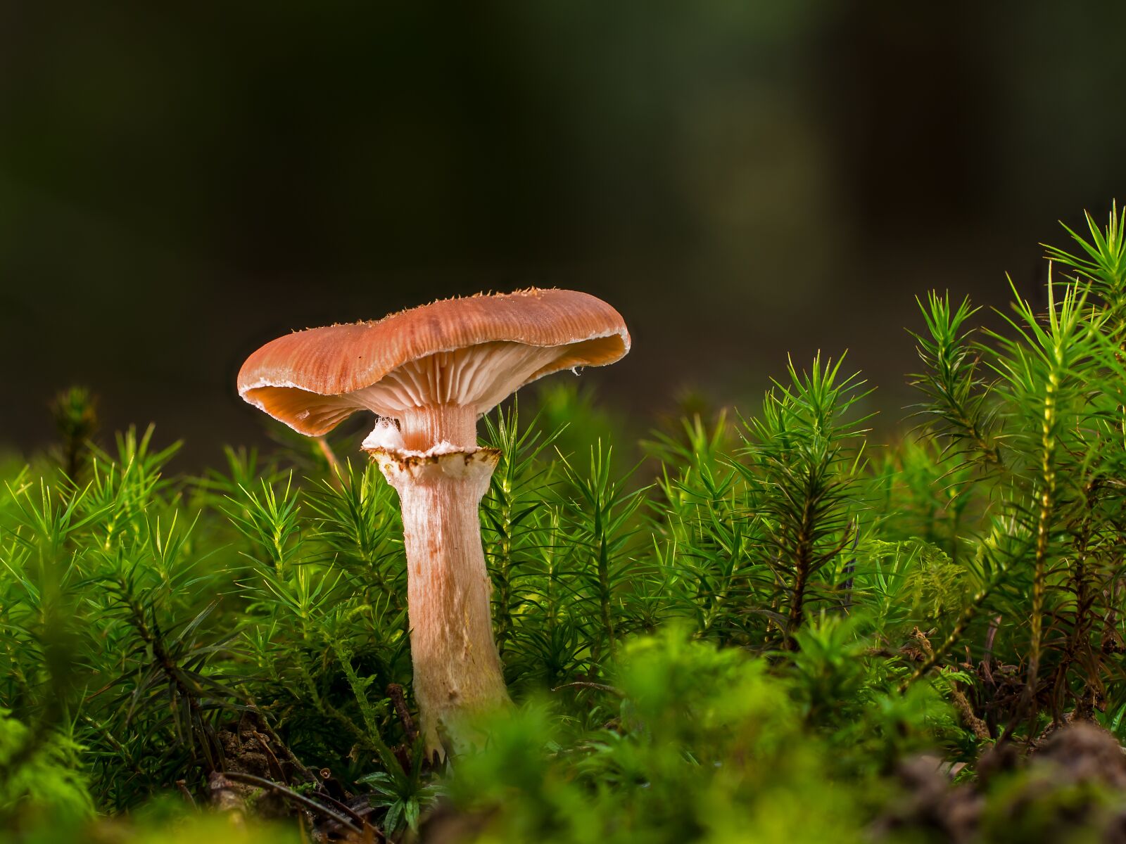Tamron SP AF 60mm F2 Di II LD IF Macro sample photo. Mushroom, small mushroom, moss photography