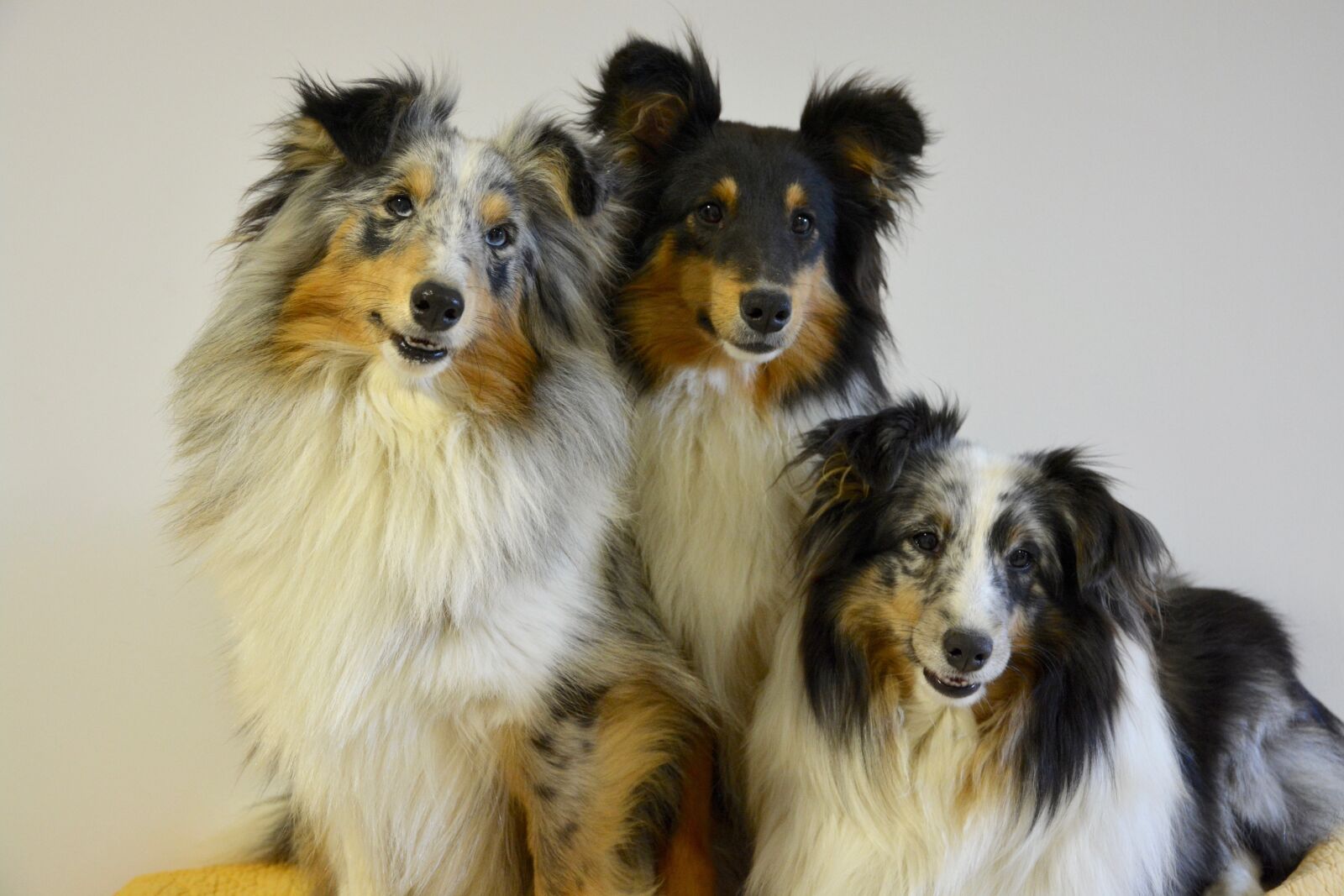 Nikon D5200 sample photo. Shetland sheepdog, dogs, portrait photography