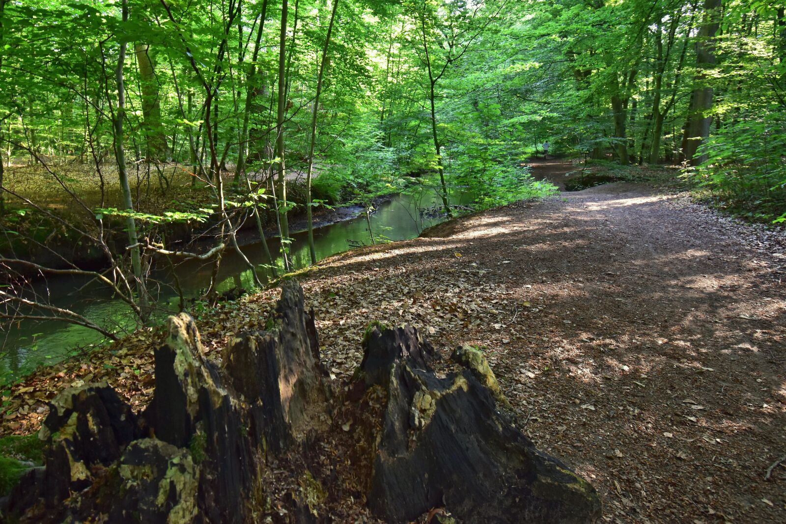 Nikon D5600 sample photo. Landscape, nature, park photography
