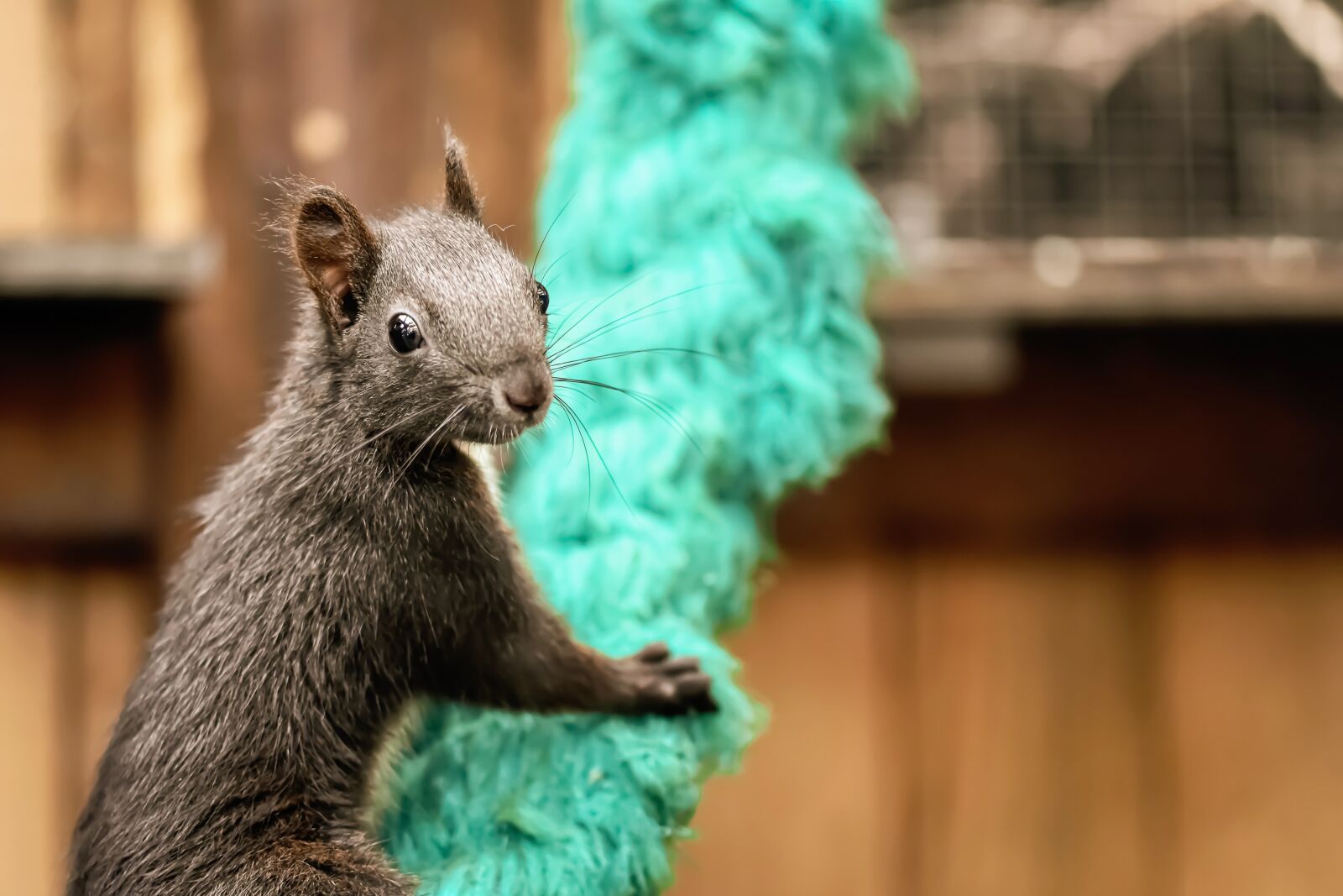 Nikon D7200 sample photo. Squirrel, young animal, young photography