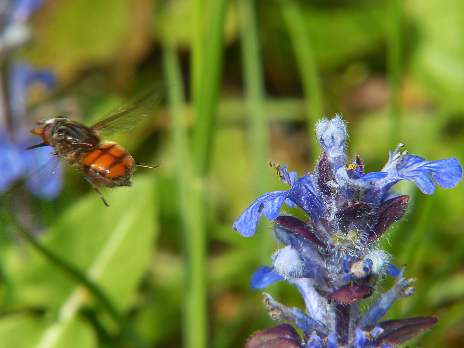 Panasonic Lumix DMC-FZ200 sample photo. Campestris, hoverfly, insect photography