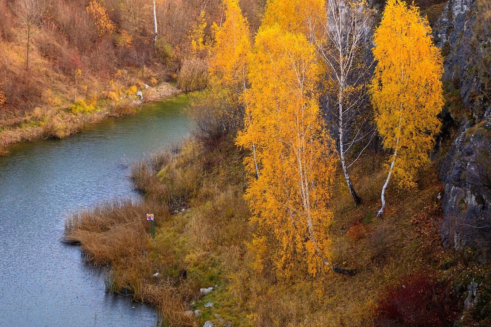 Nikon D40 sample photo. Forest, river, tree, shore photography