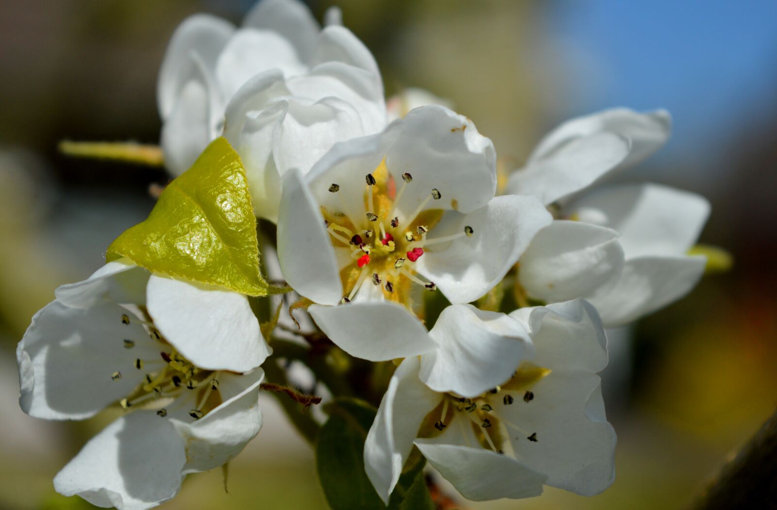 Nikon D3200 sample photo. Pear blossom, pear tree photography