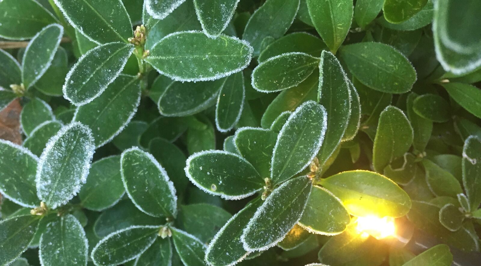 Apple iPhone 6 sample photo. Nature, frozen, ripe photography