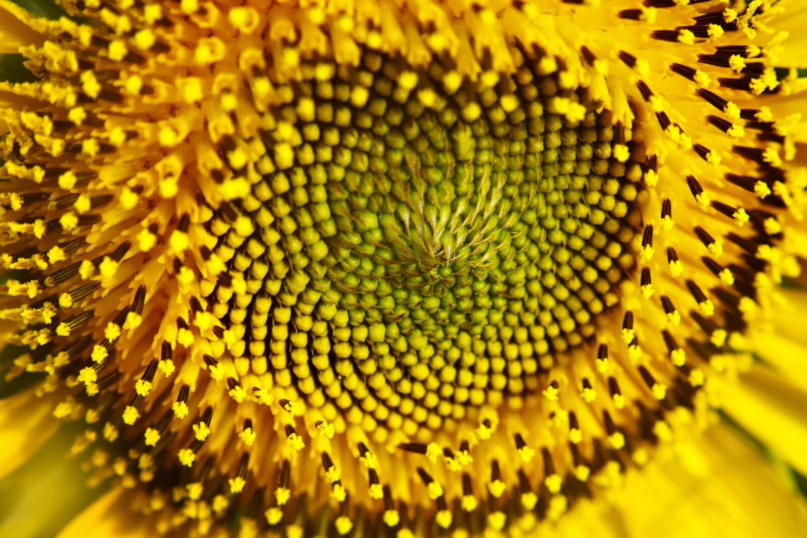 Nikon D5300 sample photo. Sunflower, flower, nature photography