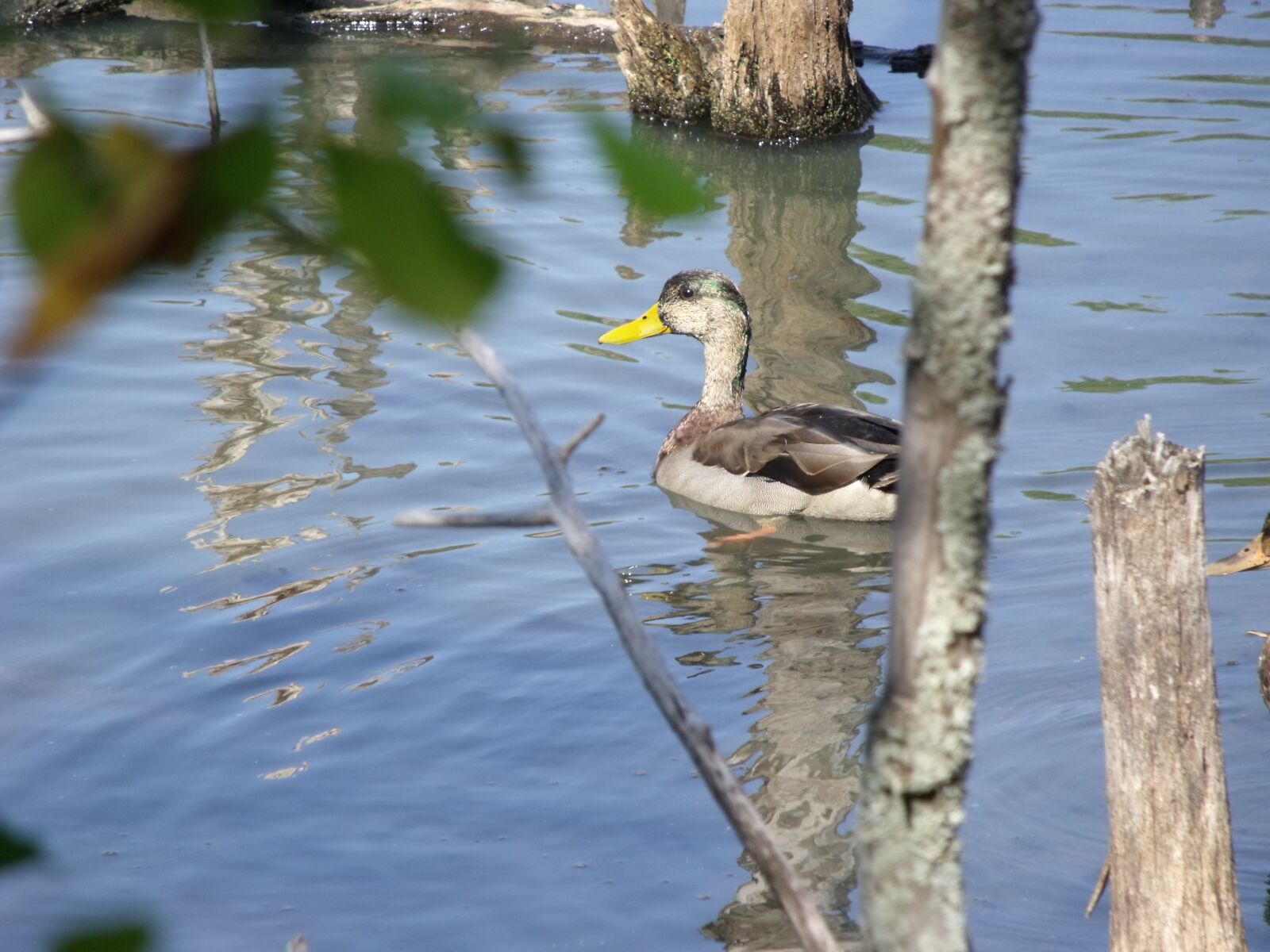 Fujifilm FinePix S1500 sample photo. Duck, pond, river photography