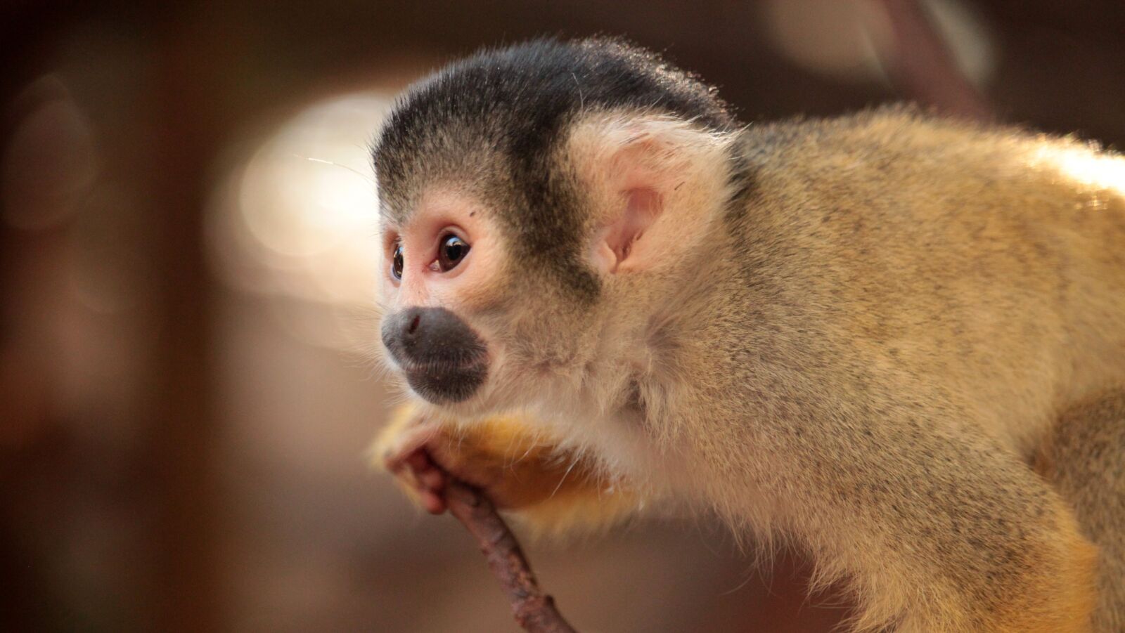 Canon EF-S 55-250mm F4-5.6 IS STM sample photo. Monkey, squirrel monkey, primate photography