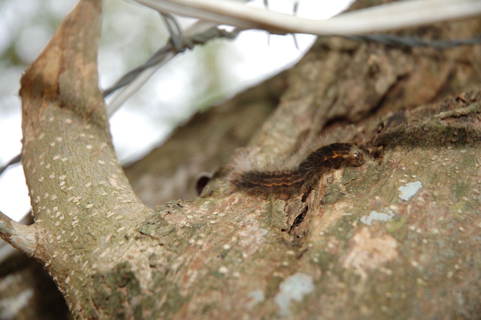 Nikon D40 sample photo. Macro, animal, fauna photography
