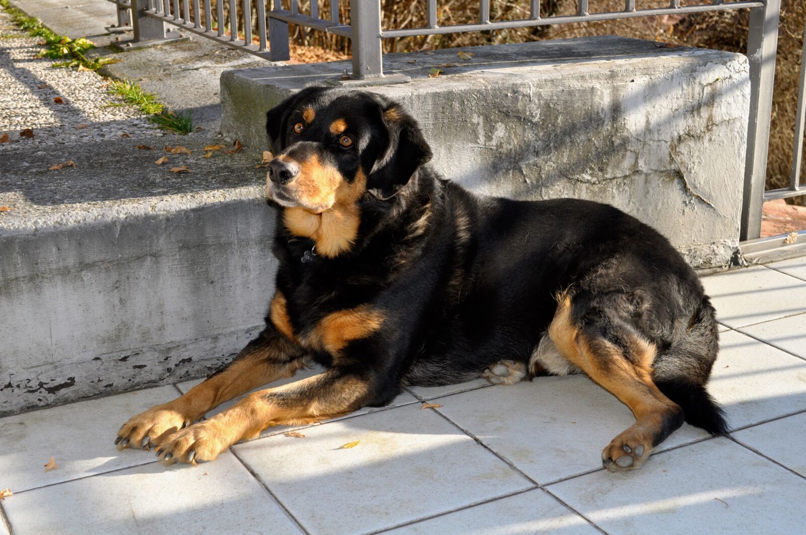 Nikon D5000 sample photo. Dog, rottweiler, breed photography