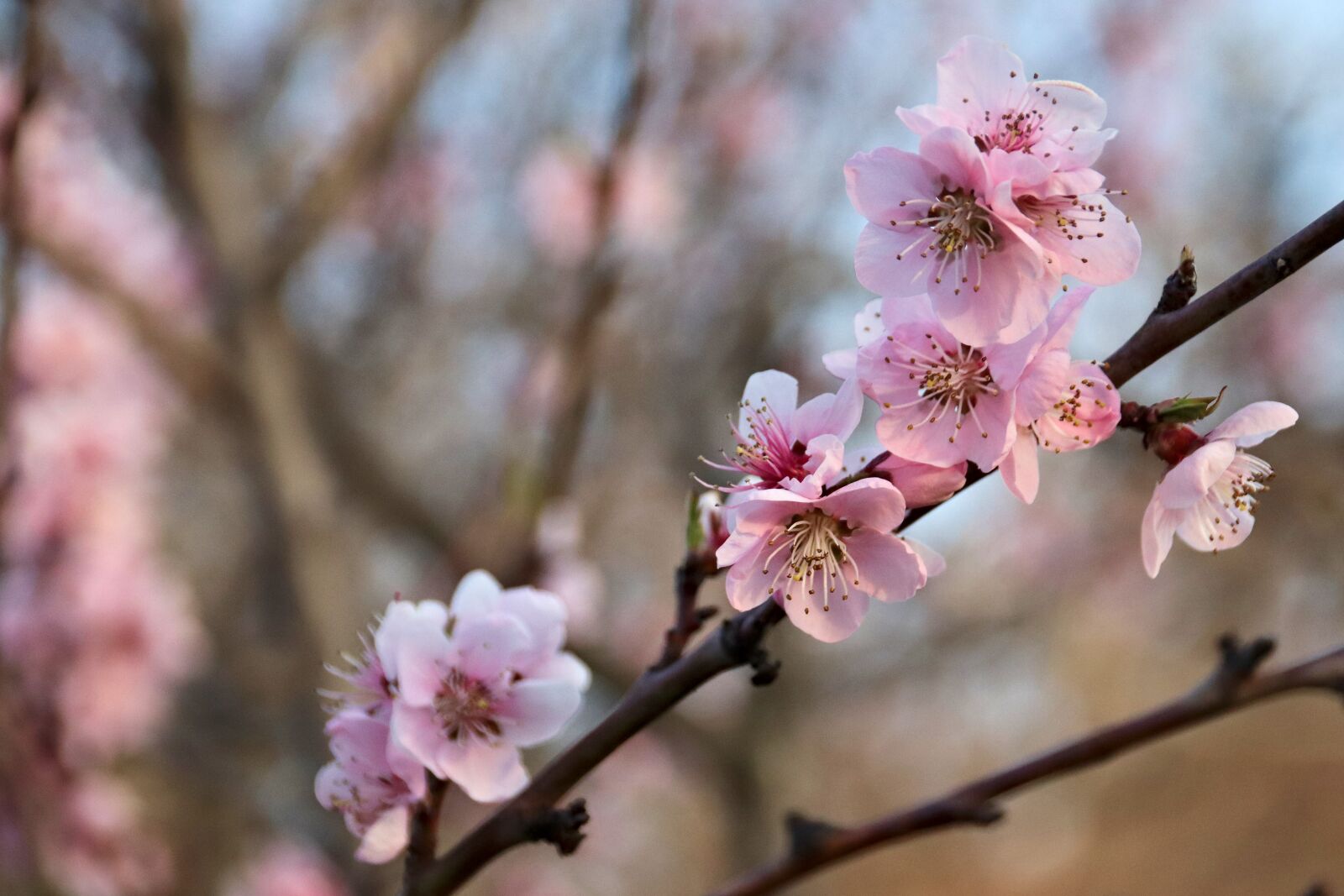 Canon EOS 77D (EOS 9000D / EOS 770D) sample photo. Flower, cherry, sakura photography