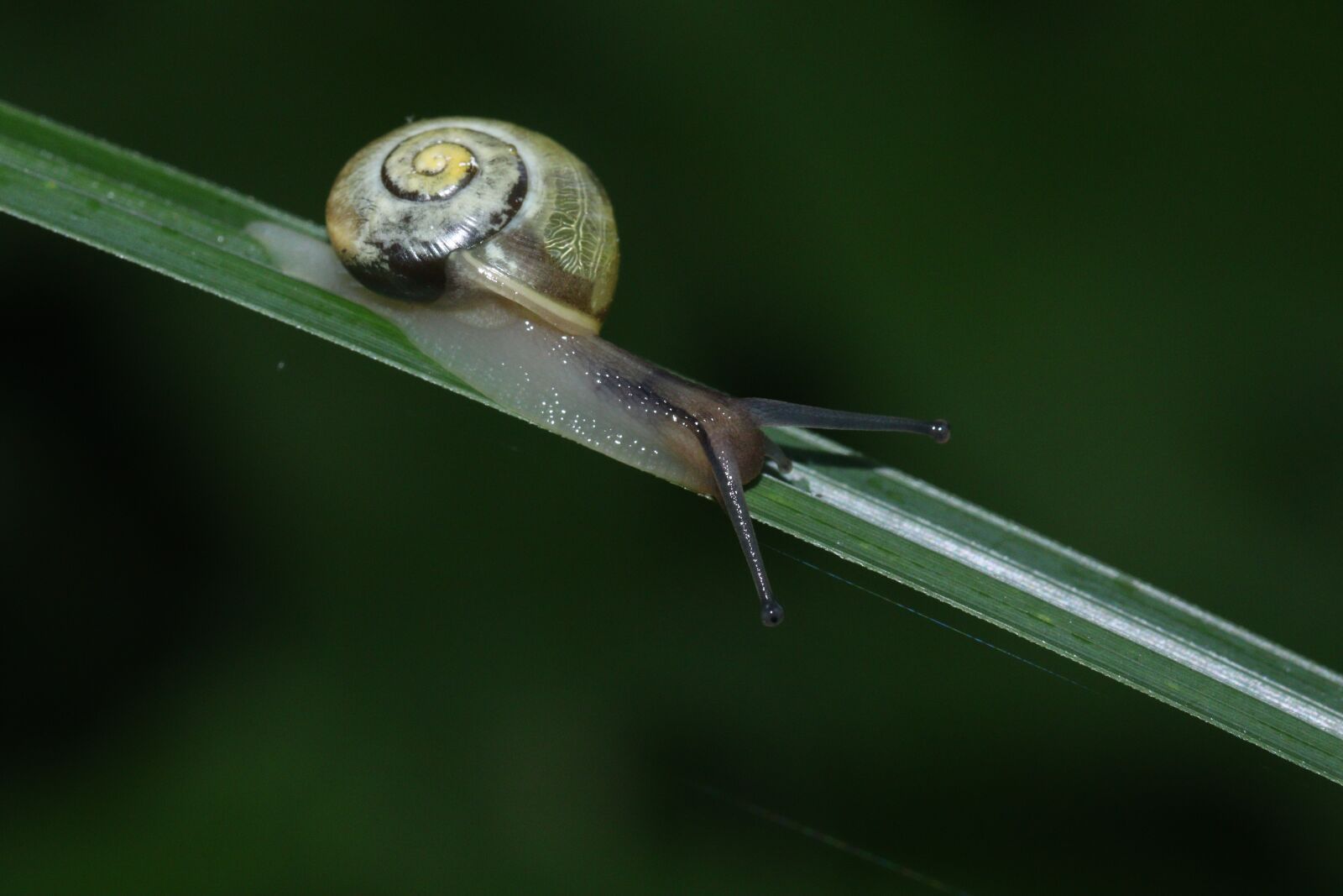 Canon EOS 250D (EOS Rebel SL3 / EOS Kiss X10 / EOS 200D II) sample photo. Snail, animal, gastropod photography