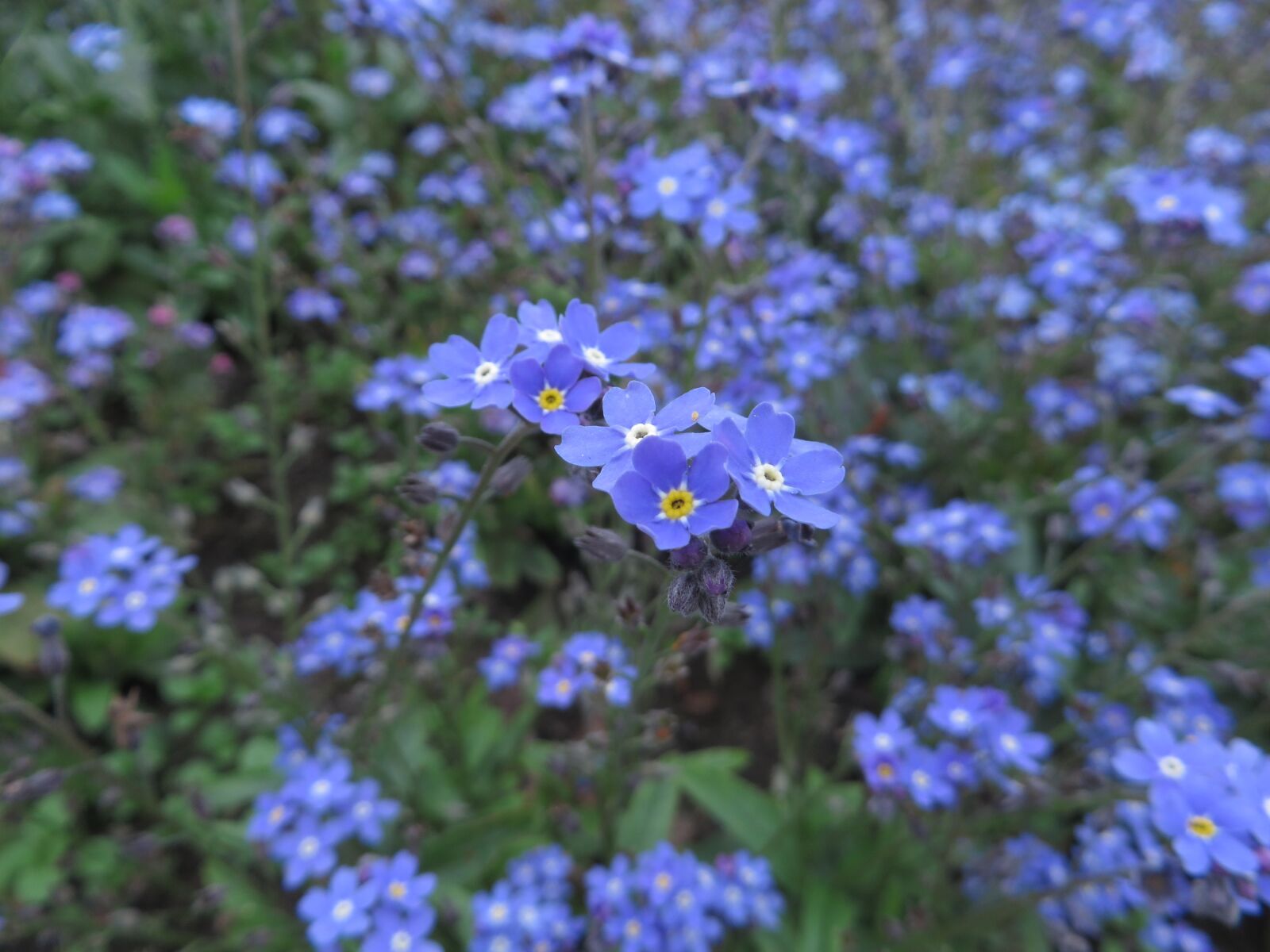 Canon PowerShot SX270 HS sample photo. Forget mein not, plant photography