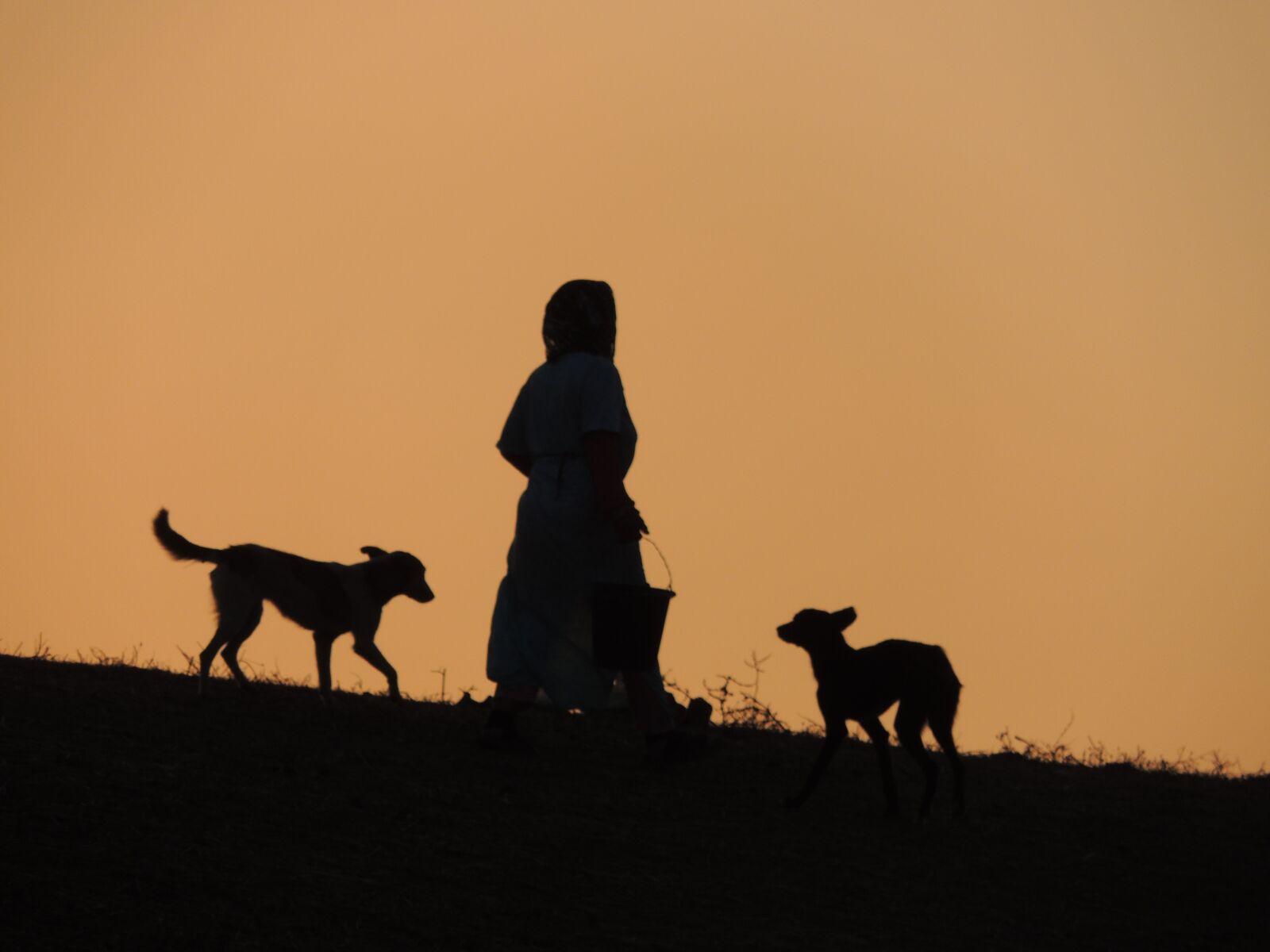 Nikon Coolpix P510 sample photo. Sunset, dog, animals photography