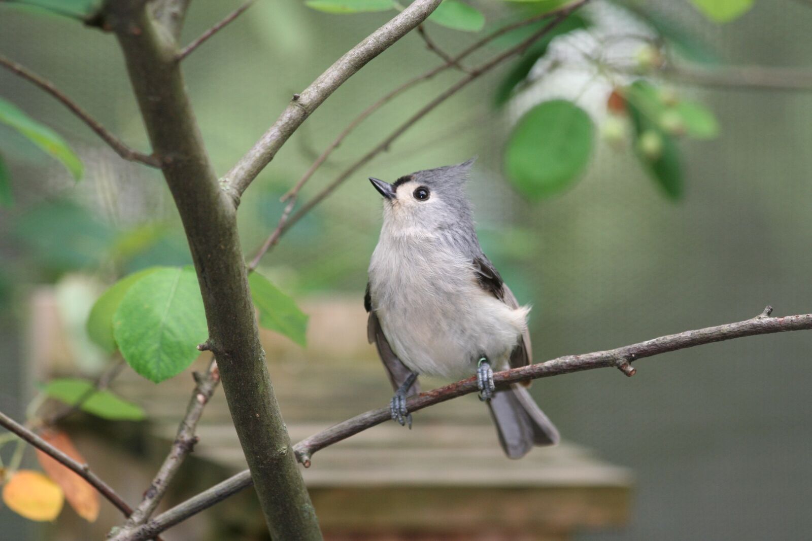 Canon EOS 350D (EOS Digital Rebel XT / EOS Kiss Digital N) sample photo. Bird, tweet, chirp photography