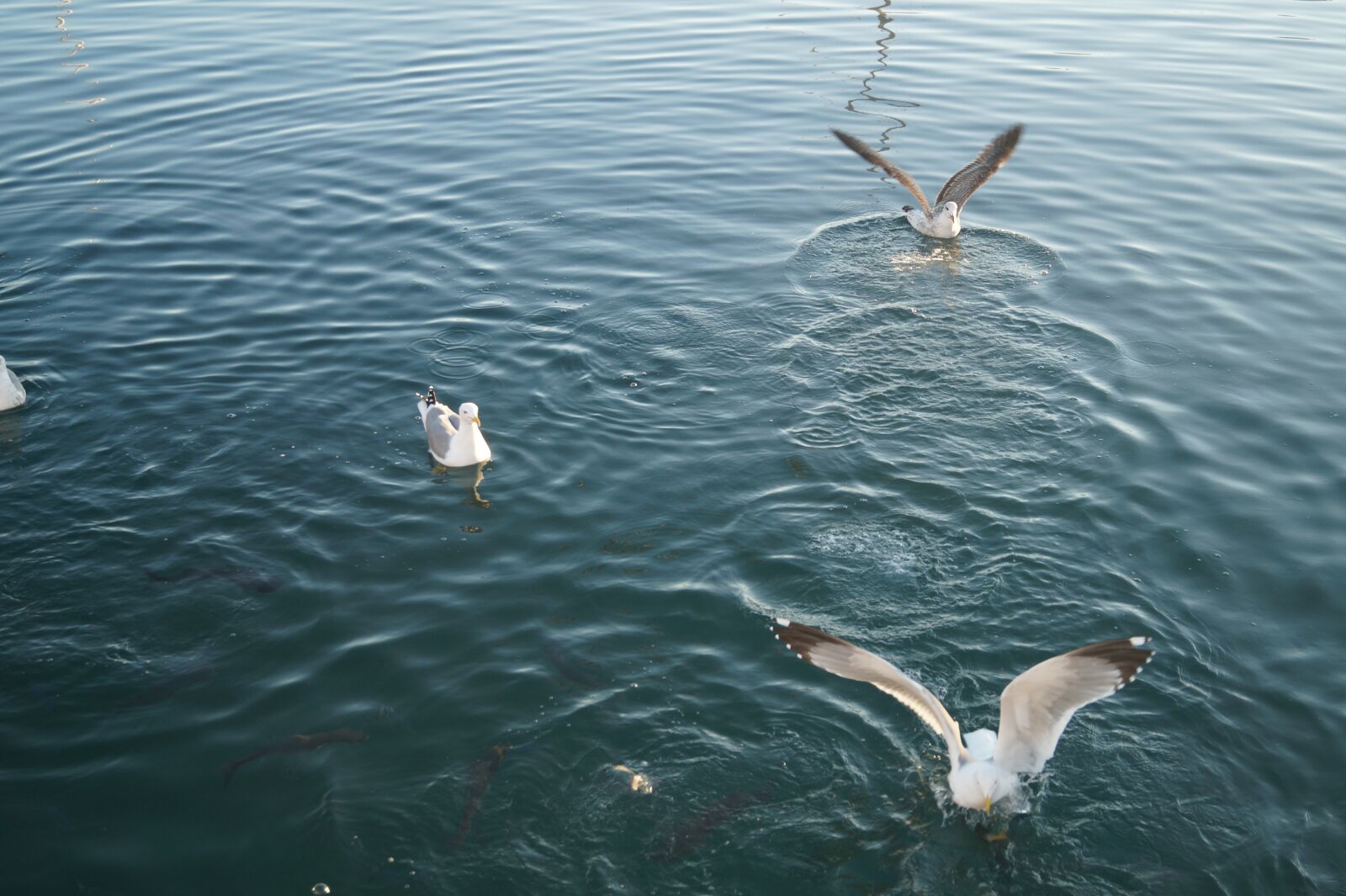 Sony DT 18-55mm F3.5-5.6 SAM II sample photo. Seagulls, feeding-time, landing on photography