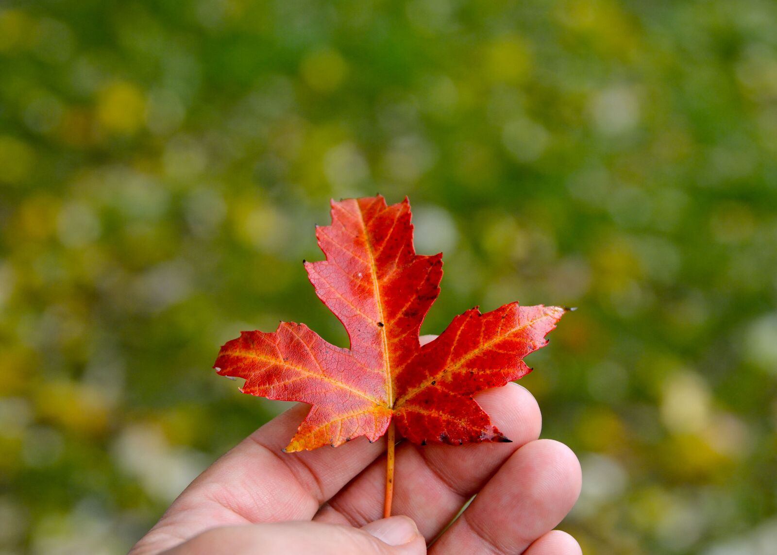 Nikon D7100 sample photo. Hand, finger, autumn leaf photography