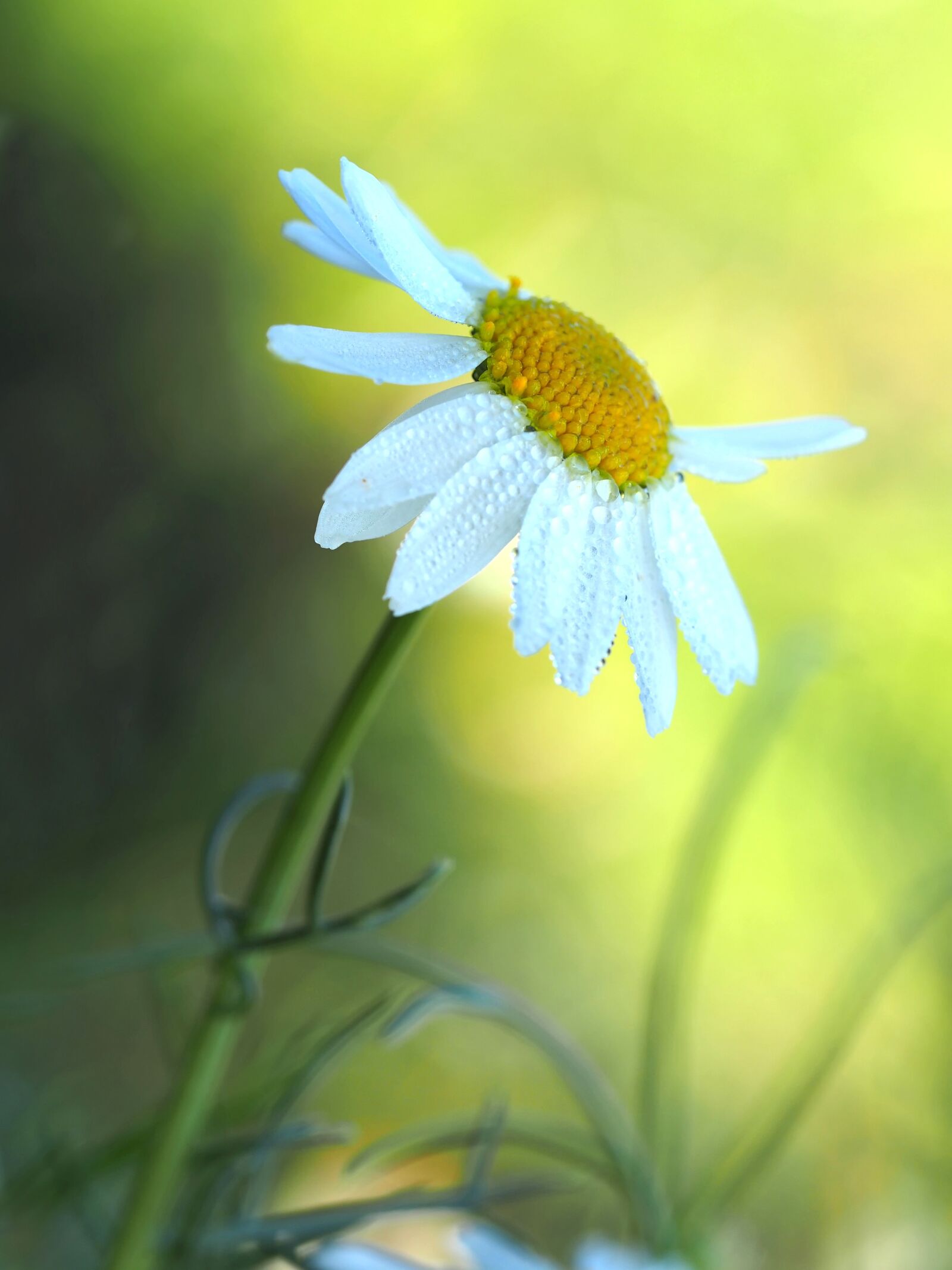Olympus M.Zuiko Digital ED 60mm F2.8 Macro sample photo. Chamomile, morning sun, wild photography