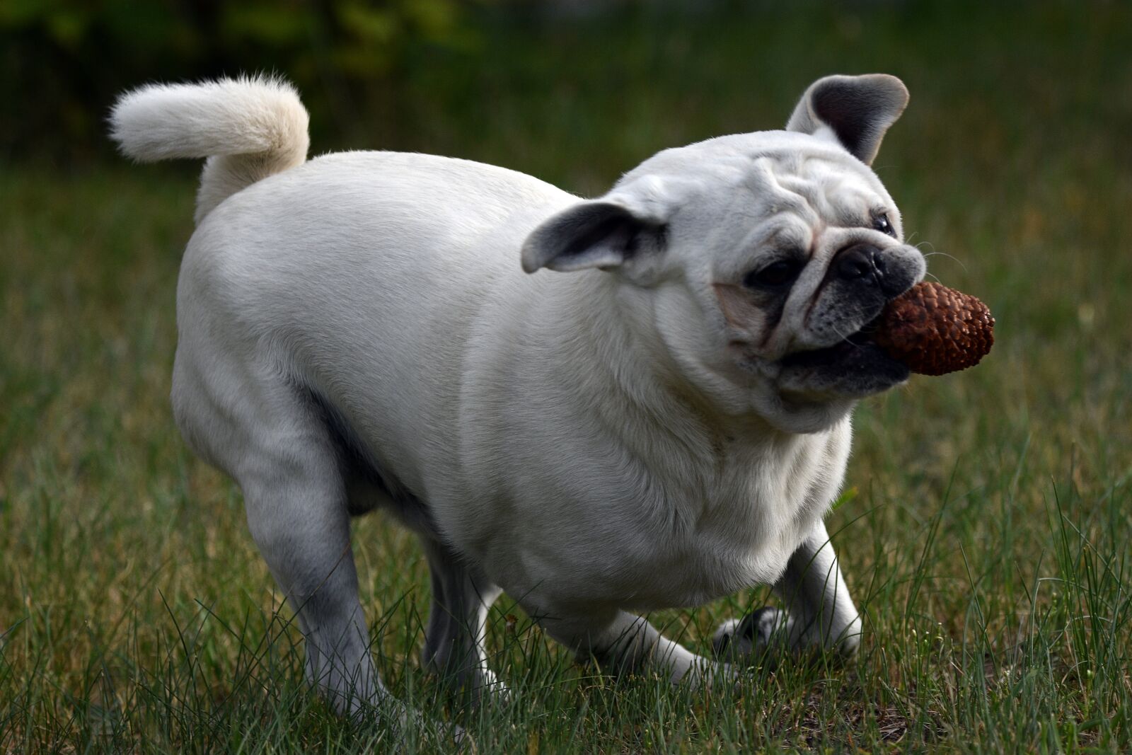 Nikon D3400 sample photo. Dog, puppy, animal photography