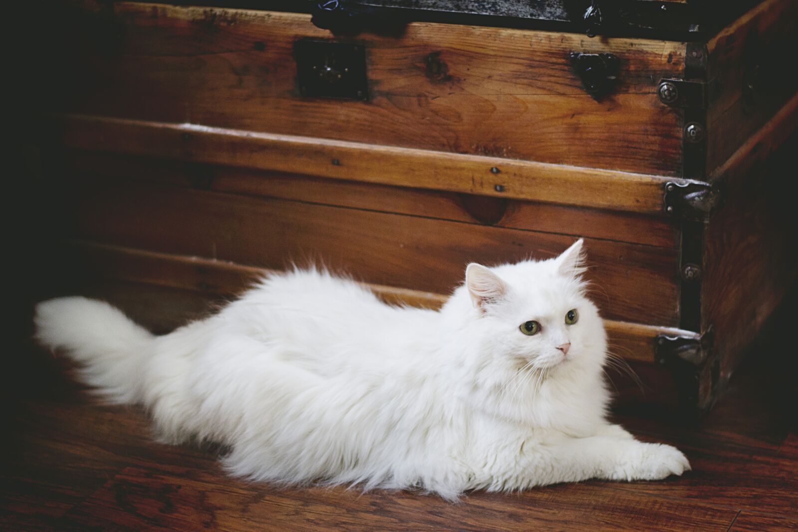 Nikon D3100 sample photo. Cat, white cat, white photography