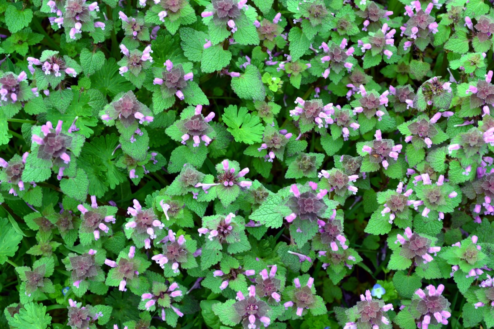 Nikon D3100 sample photo. Flowers, images, garden photography