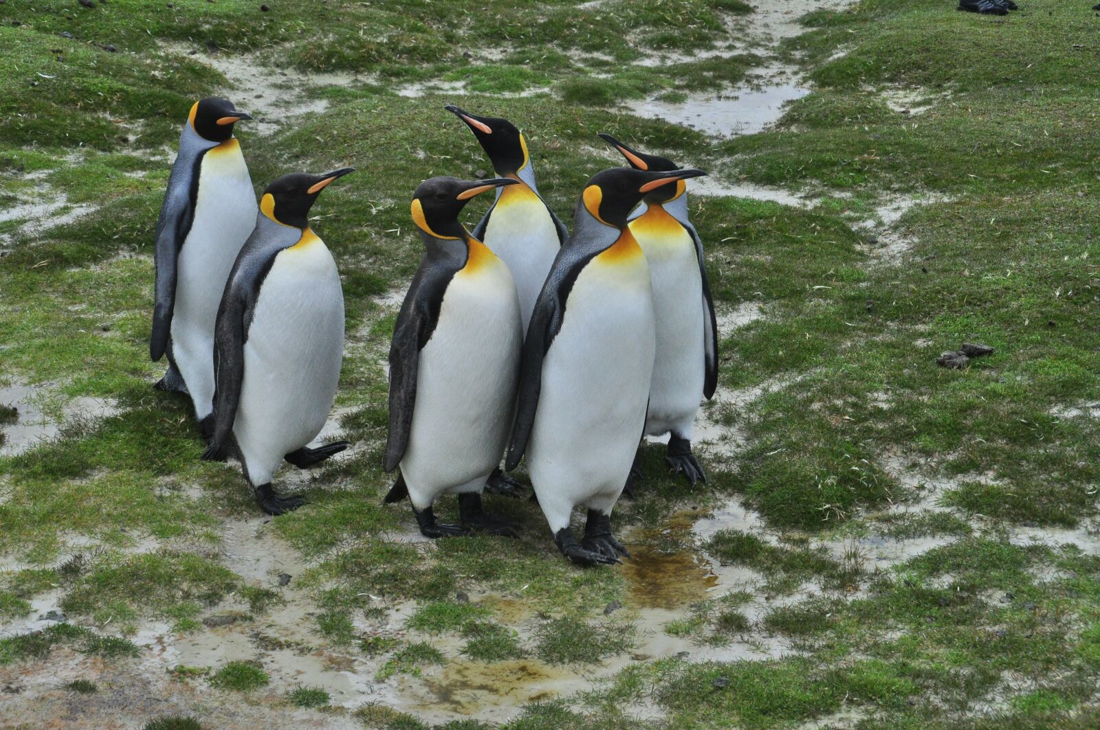 Nikon D5000 sample photo. Stanley, falkland, iceland photography