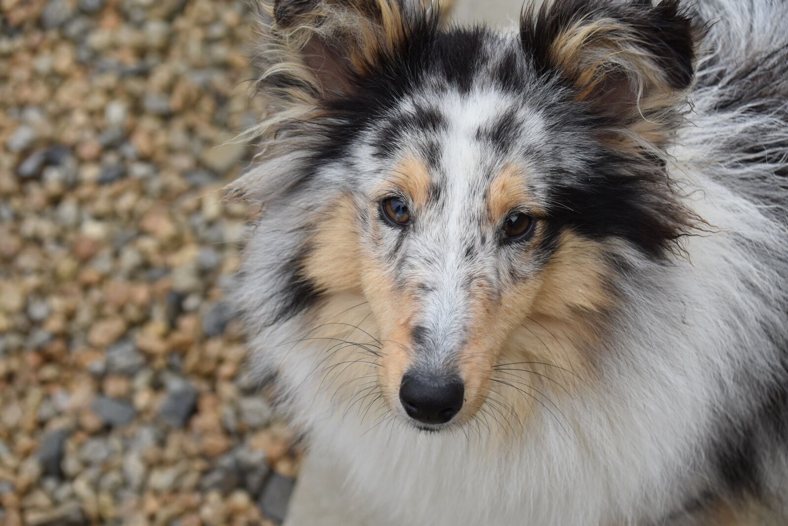 Nikon D5600 sample photo. Dog, bitch, pup photography