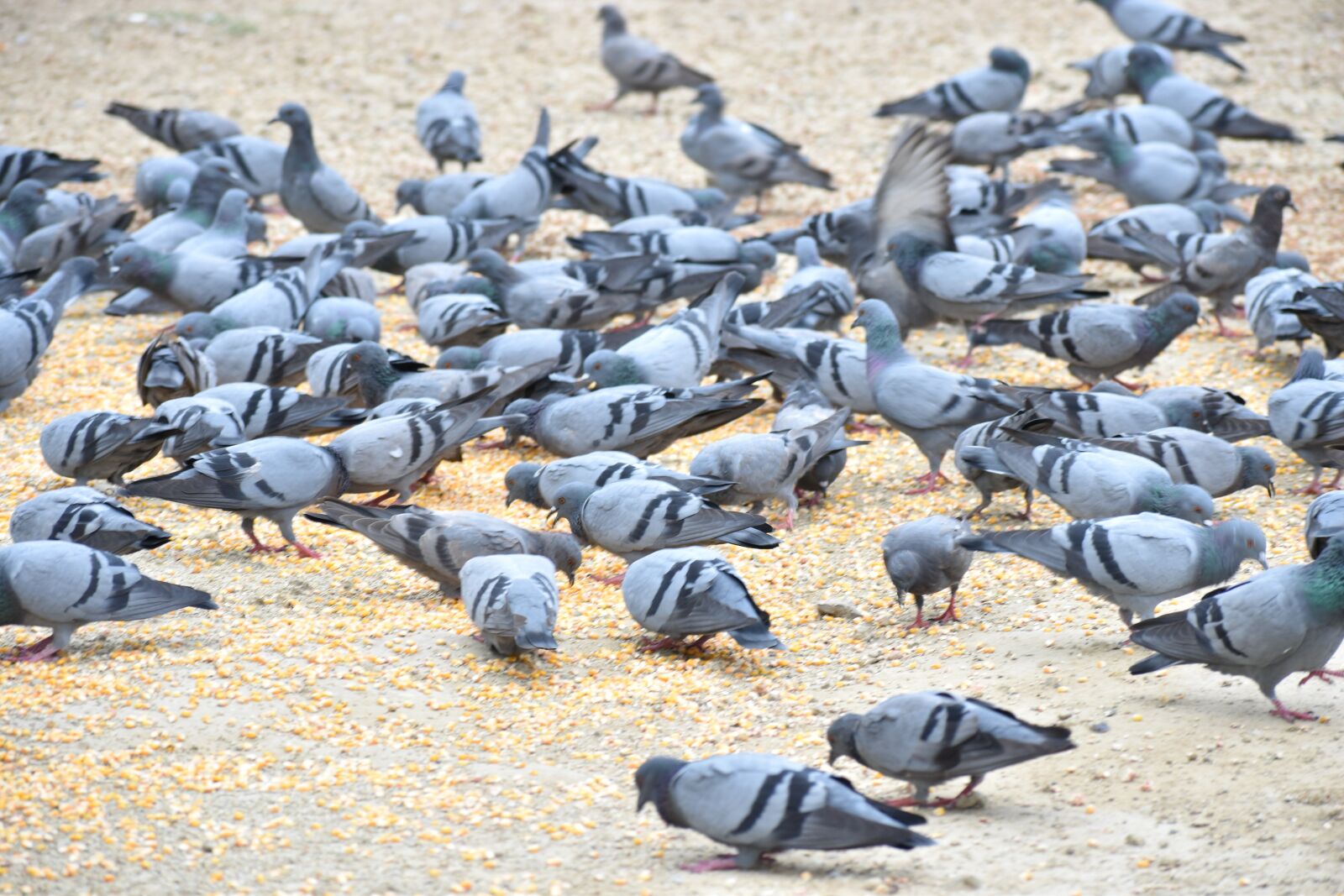 Nikon D5600 sample photo. Pigeons, birds, feeding birds photography