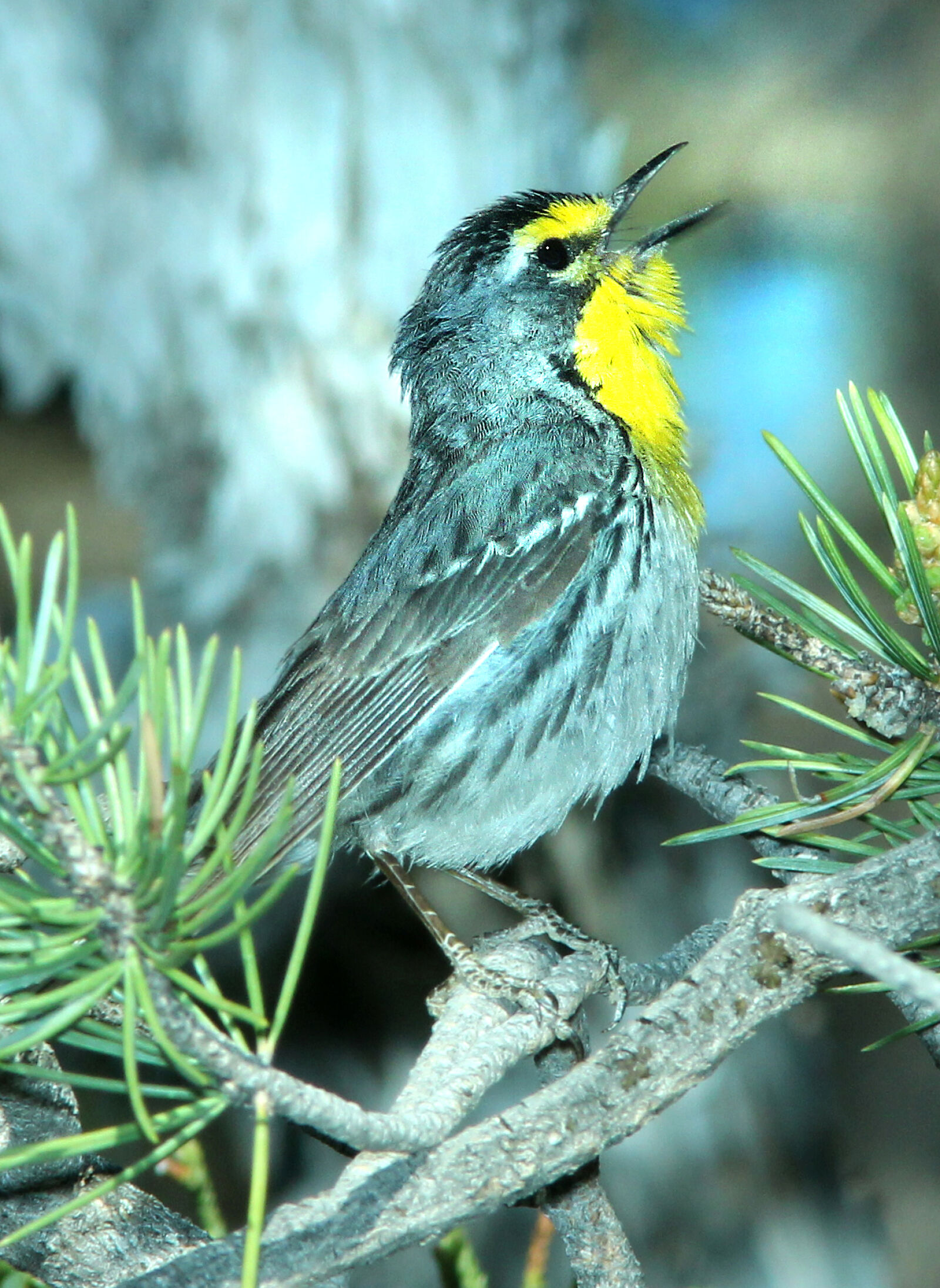 Canon EF 300mm F4L IS USM sample photo