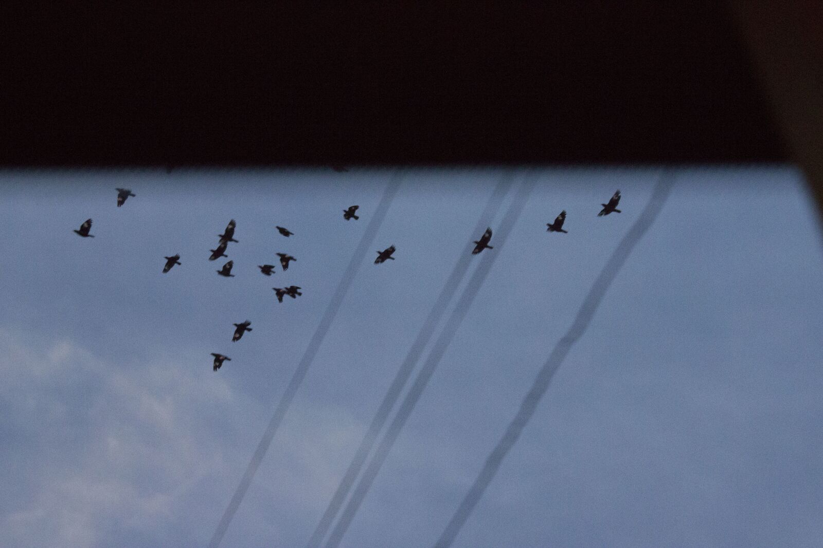Canon EOS 600D (Rebel EOS T3i / EOS Kiss X5) sample photo. Sky, bird, wire photography