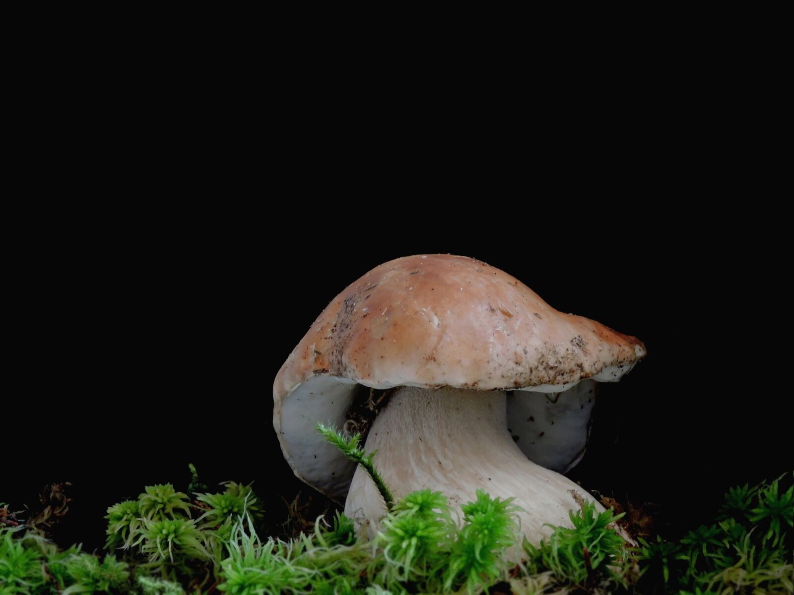 Nikon Coolpix P600 sample photo. Cep, mushroom, dickröhrling photography