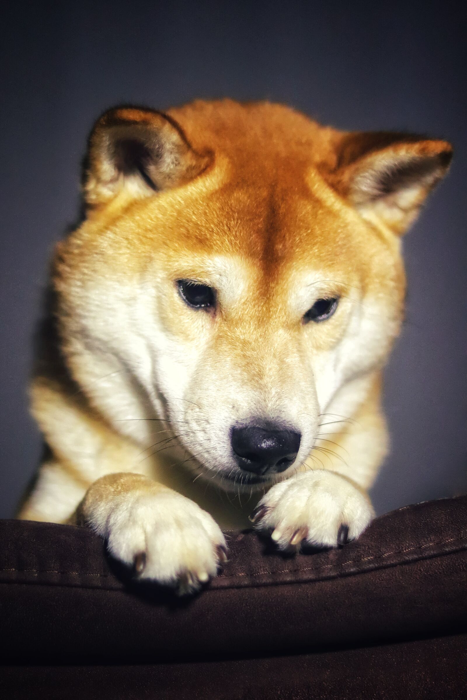 Canon EOS 200D (EOS Rebel SL2 / EOS Kiss X9) + Canon EF 50mm F1.8 STM sample photo. Dog, shiba, pet photography