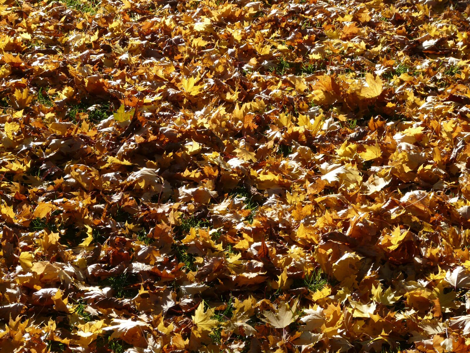 Panasonic DMC-FZ18 sample photo. Fall foliage, backlighting, leaves photography