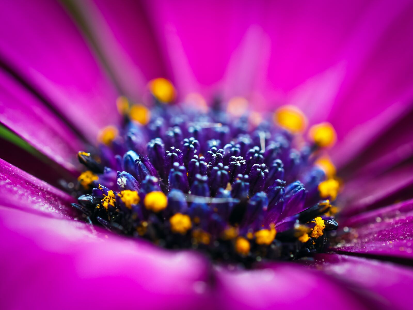 Olympus OM-D E-M10 sample photo. Cape basket, flower, composites photography