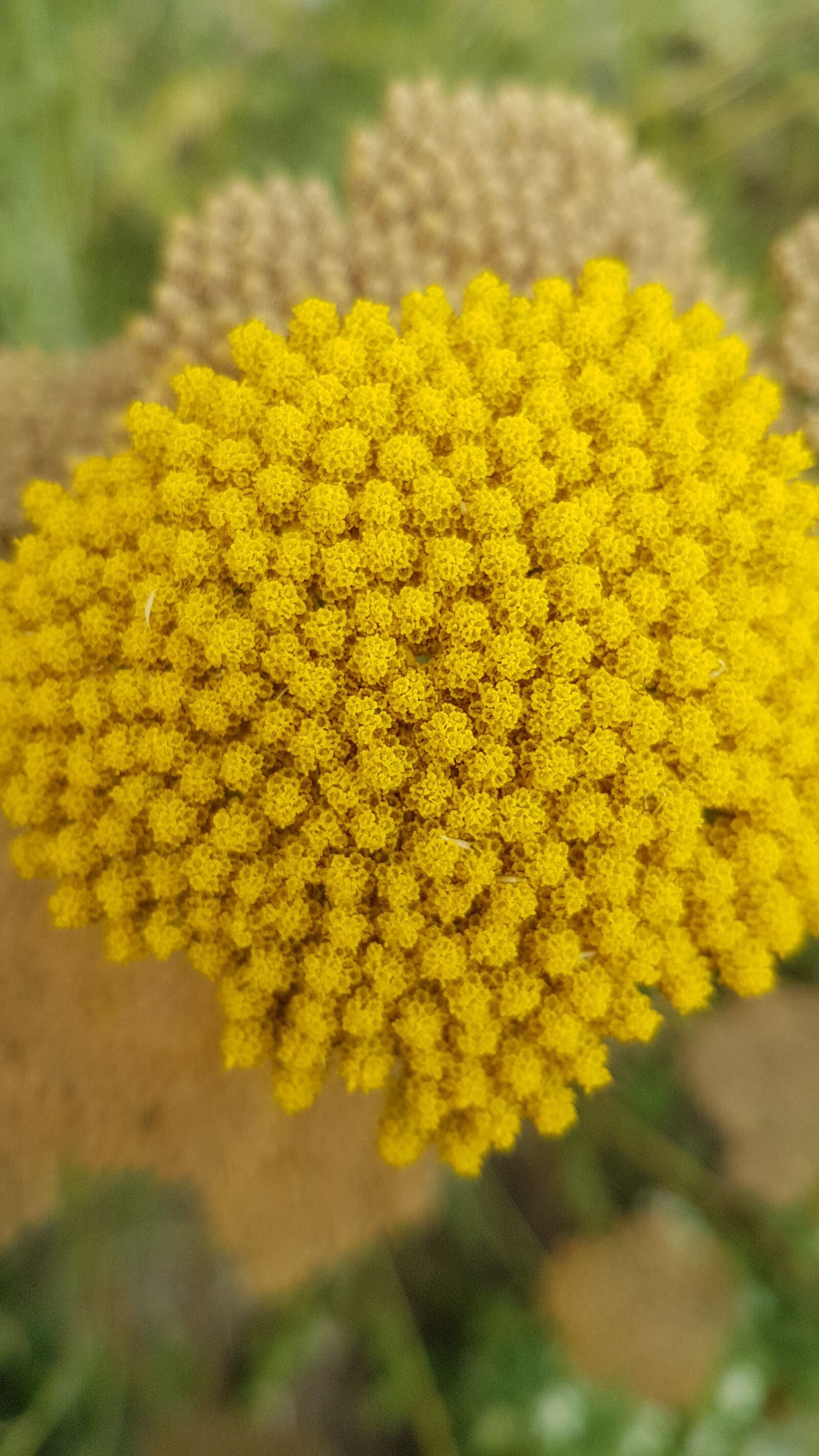 Samsung Galaxy S7 Edge sample photo. Flower, umbel, yellow photography