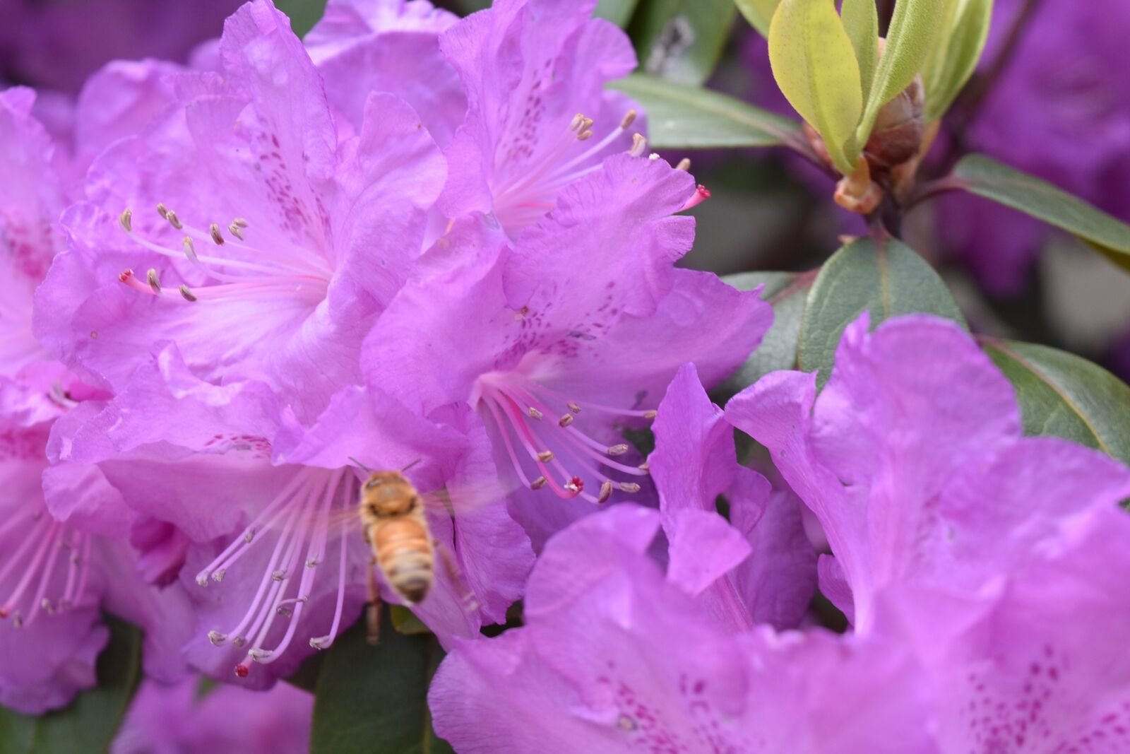 Nikon D5500 sample photo. Bee, flower, pink photography