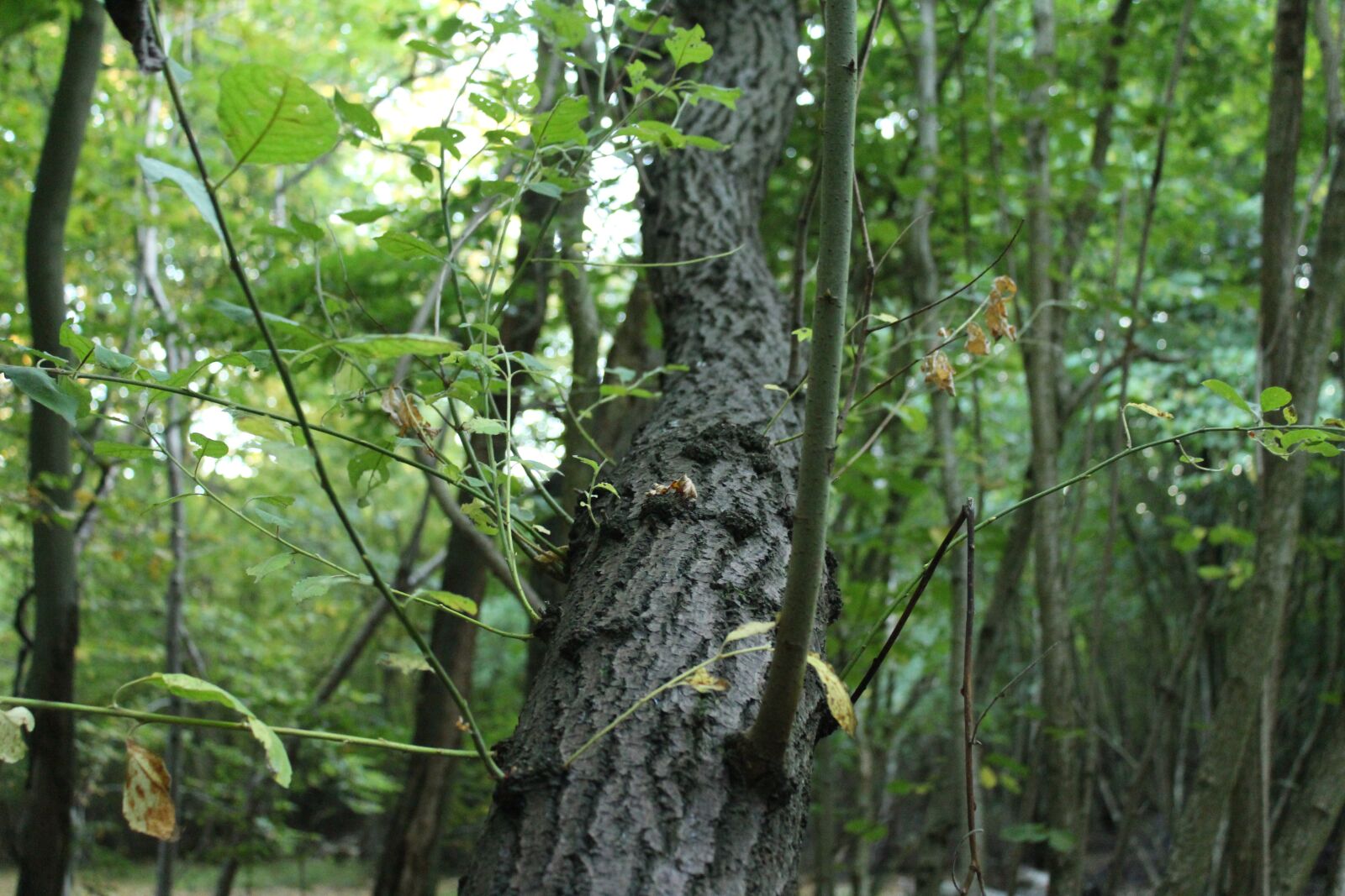 Canon EOS 1300D (EOS Rebel T6 / EOS Kiss X80) sample photo. Tree, green, forest photography
