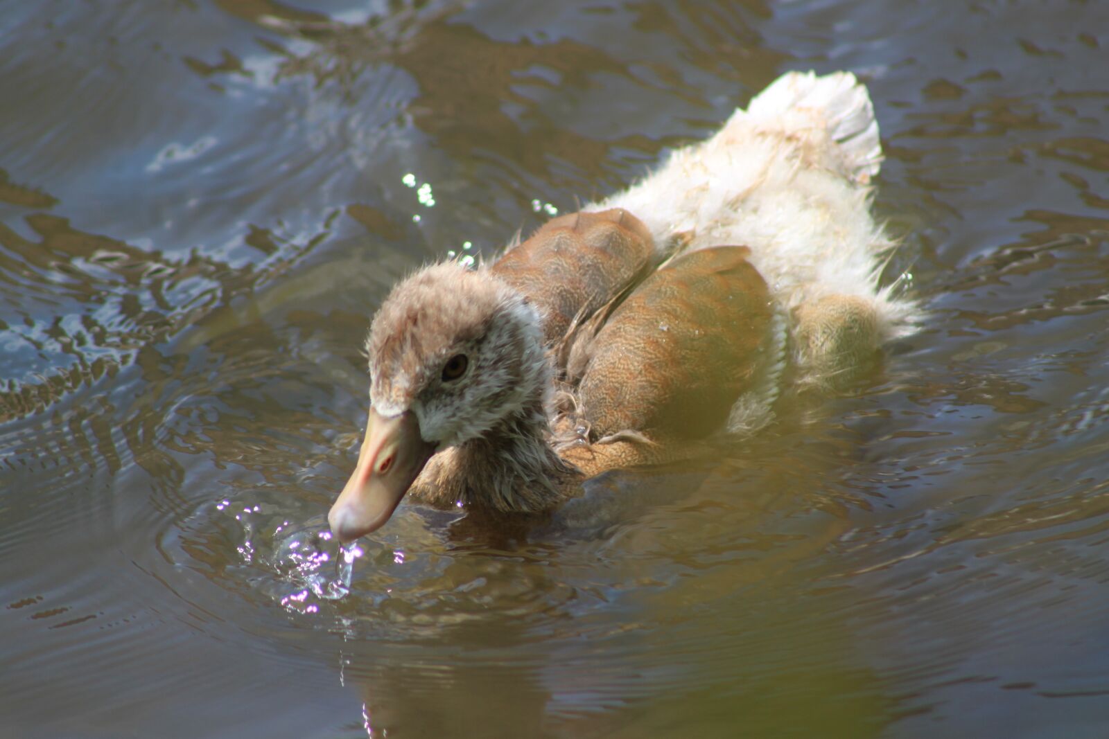 Canon EOS 500D (EOS Rebel T1i / EOS Kiss X3) sample photo. Duck, water, nature photography