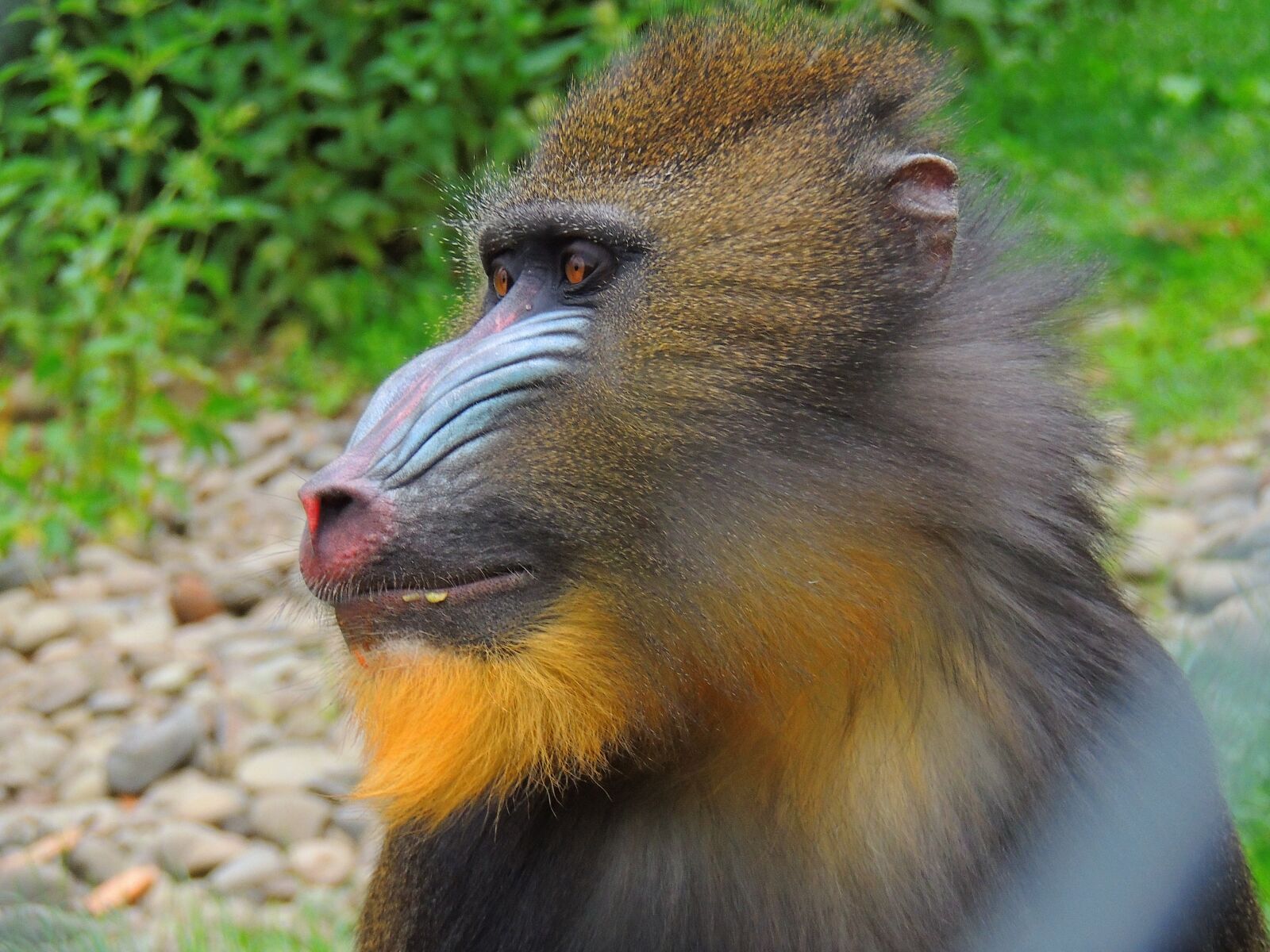 Nikon Coolpix P510 sample photo. Monkey, john, animals photography