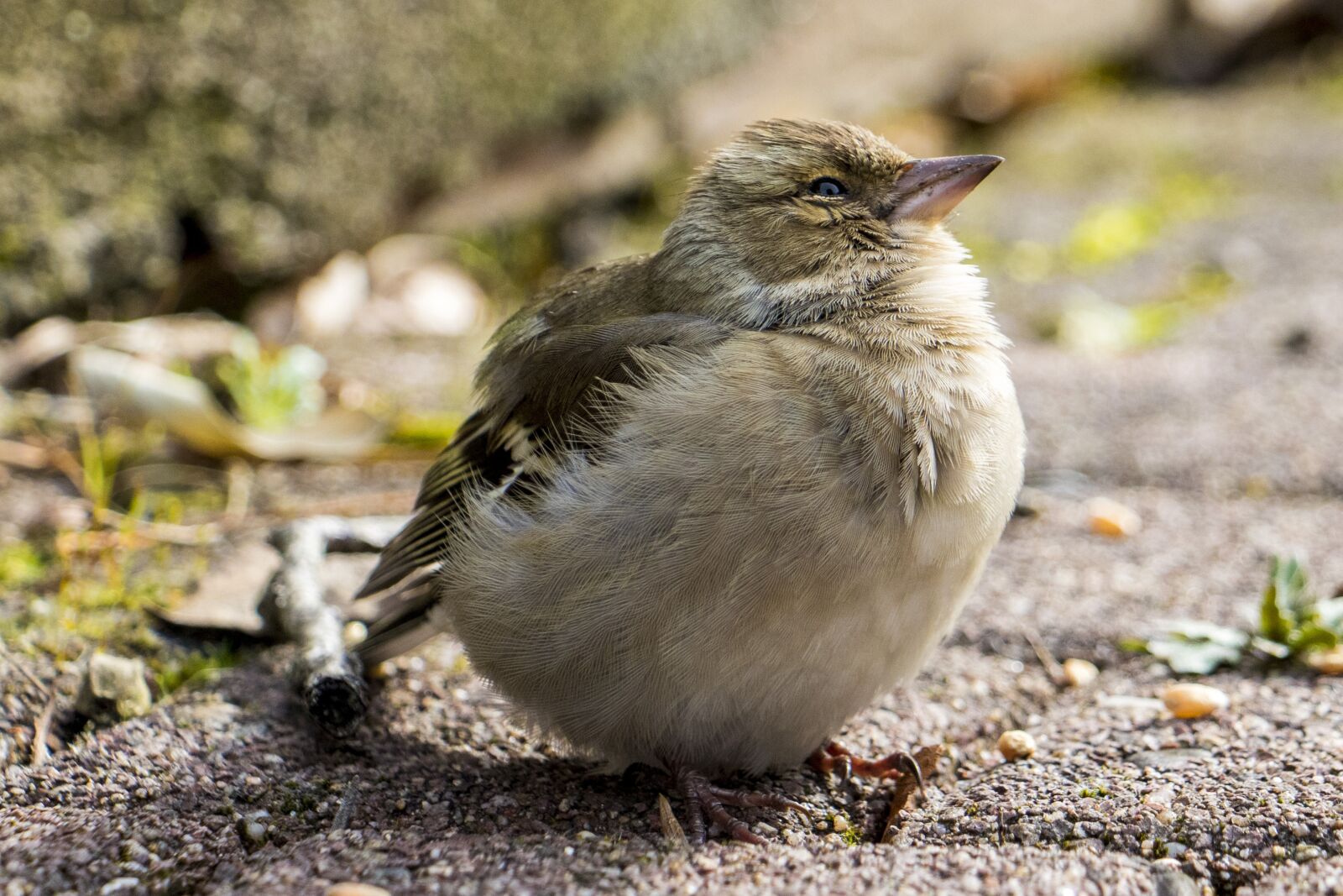 Canon EOS 760D (EOS Rebel T6s / EOS 8000D) sample photo. Nature, bird, animal world photography