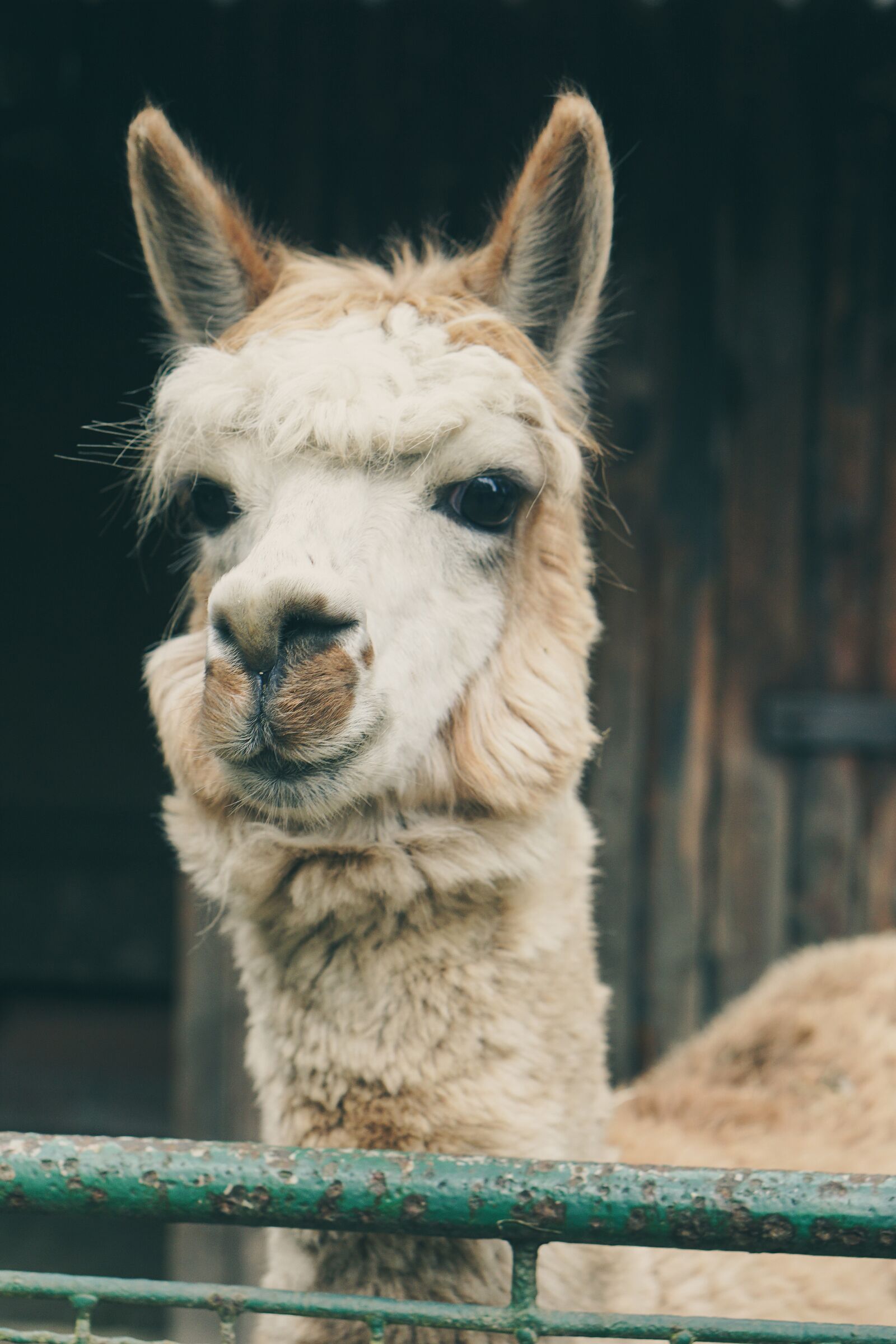 E 50mm F1.8 OSS sample photo. Lama, alpaca, captivity photography