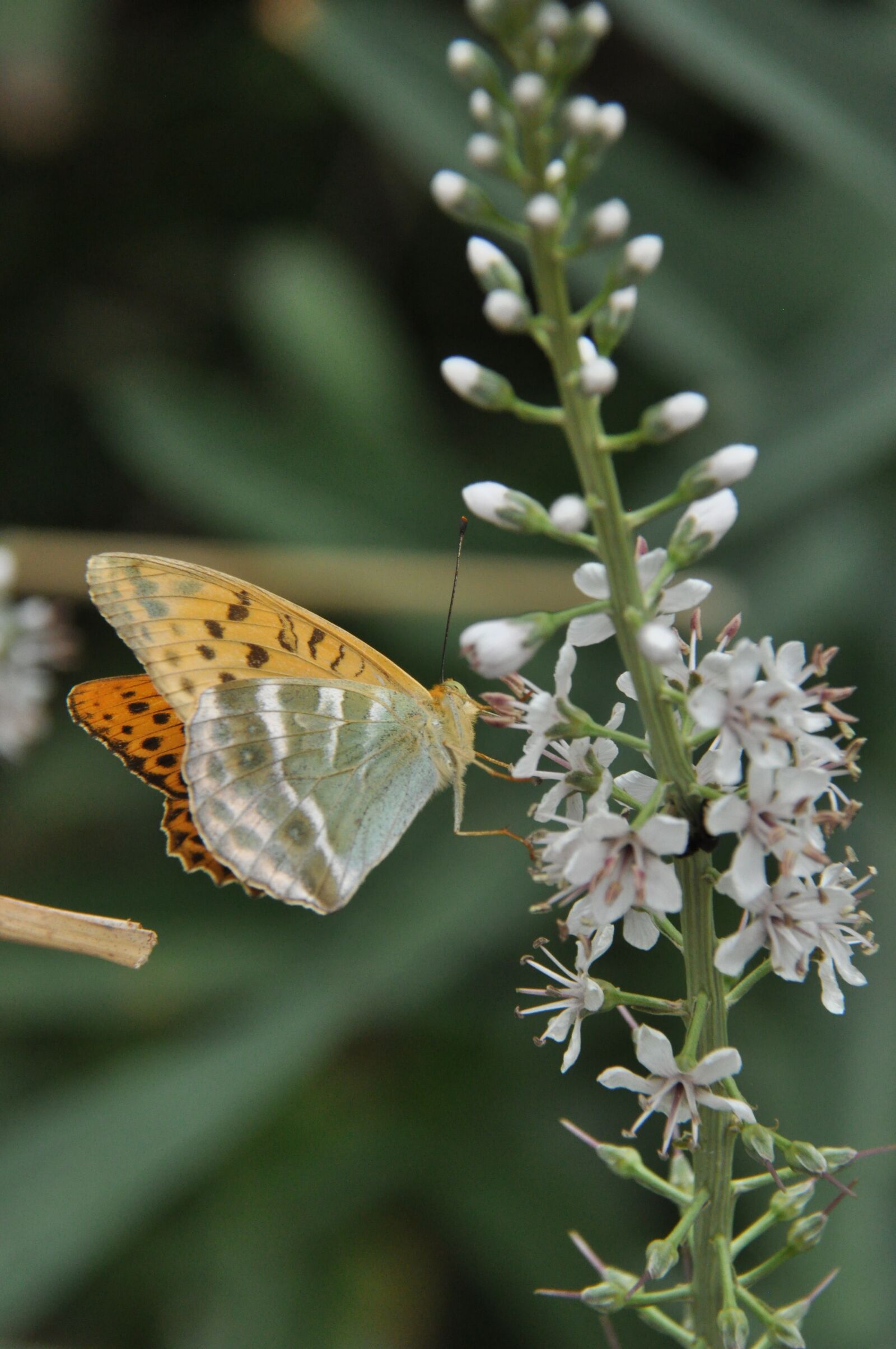 Nikon D90 sample photo. Butterfly, forage, flower photography