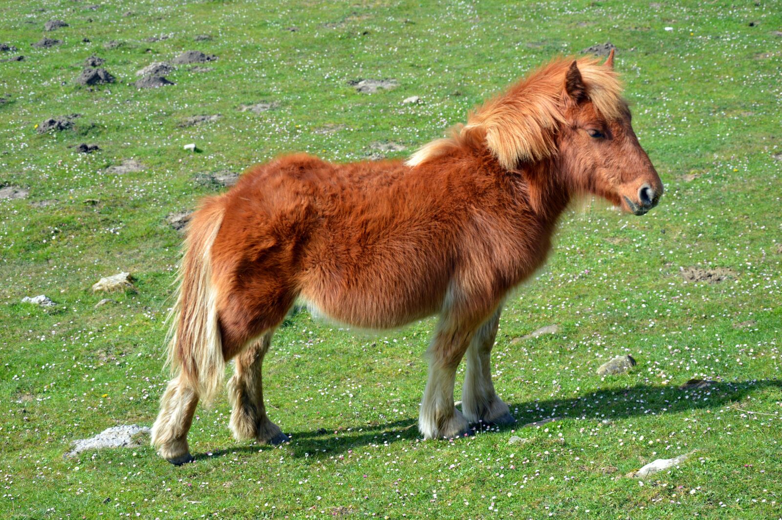 Nikon D3200 sample photo. Pottok, horse of the photography