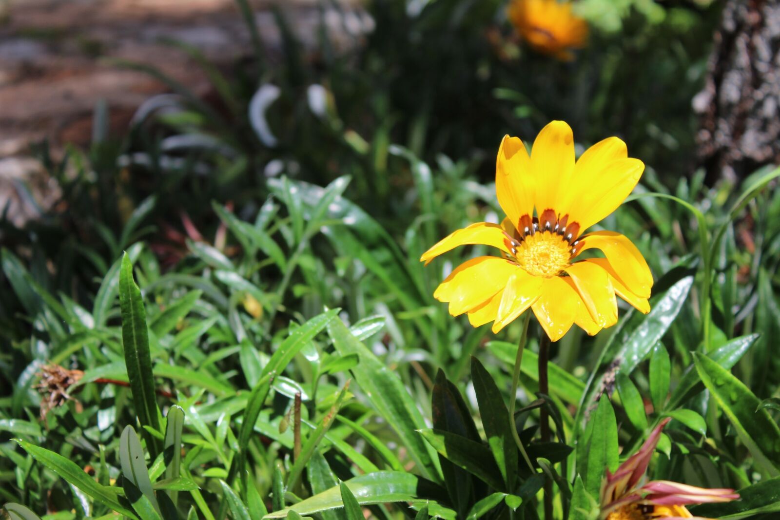 Canon EOS 1200D (EOS Rebel T5 / EOS Kiss X70 / EOS Hi) sample photo. Flower, yellow, petals photography