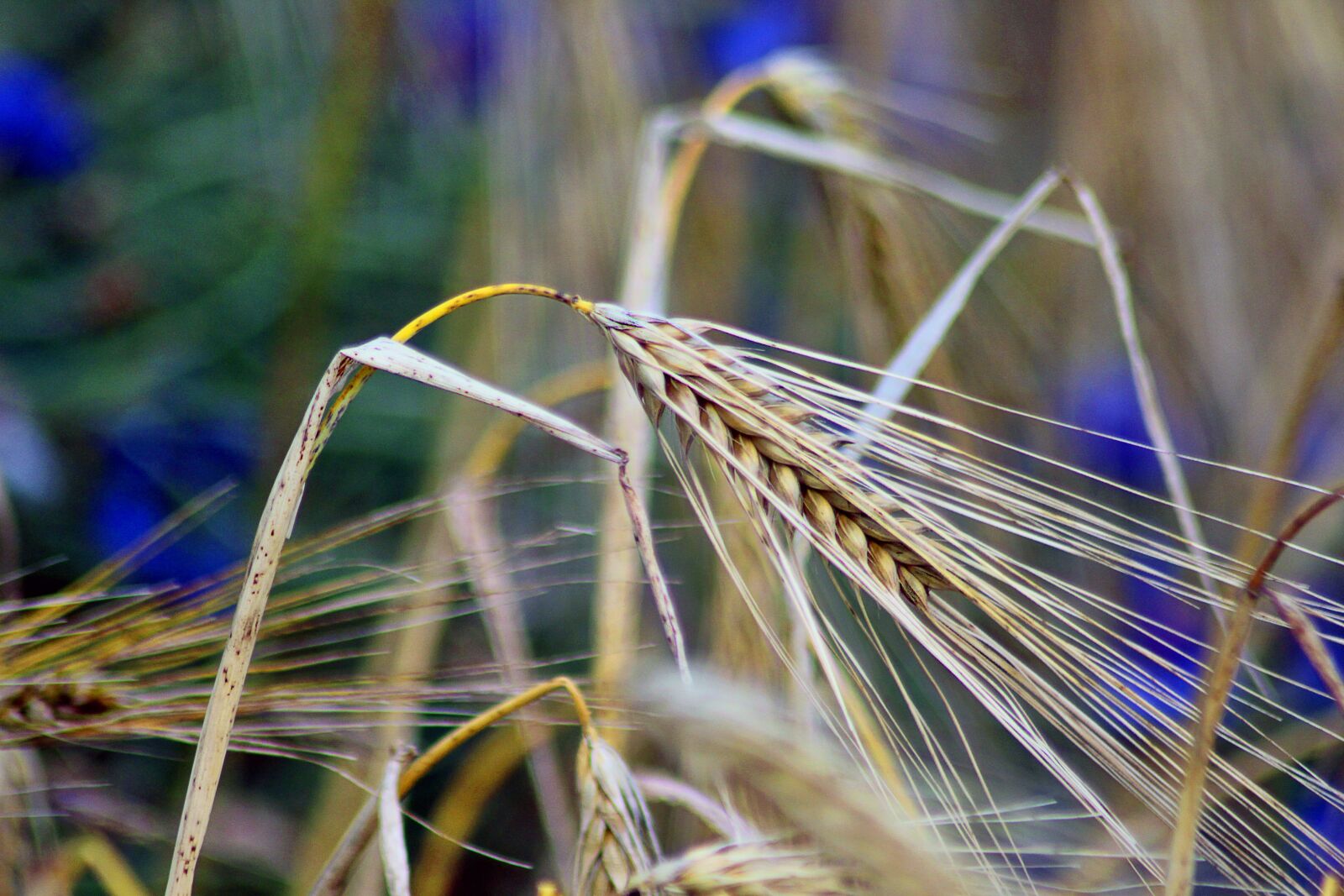 Canon EOS 600D (Rebel EOS T3i / EOS Kiss X5) sample photo. Grain, cereals, nature photography